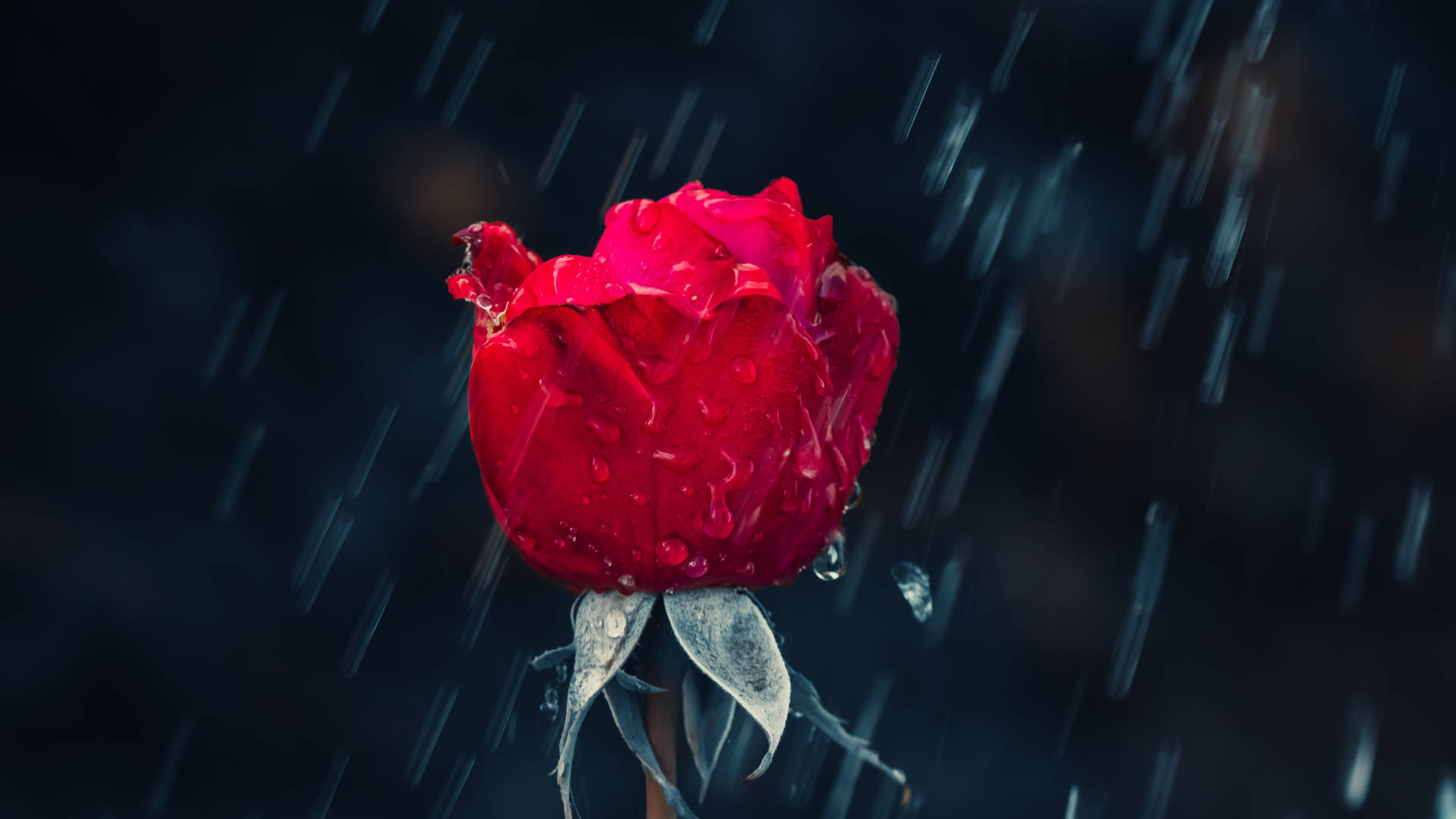 在黑暗背景下，雨中的紅玫瑰，花瓣上有水滴。