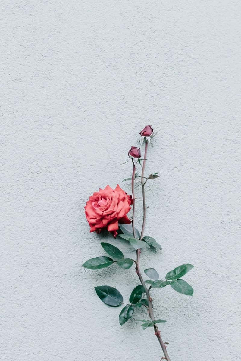 灰色牆上帶有花蕾的紅玫瑰