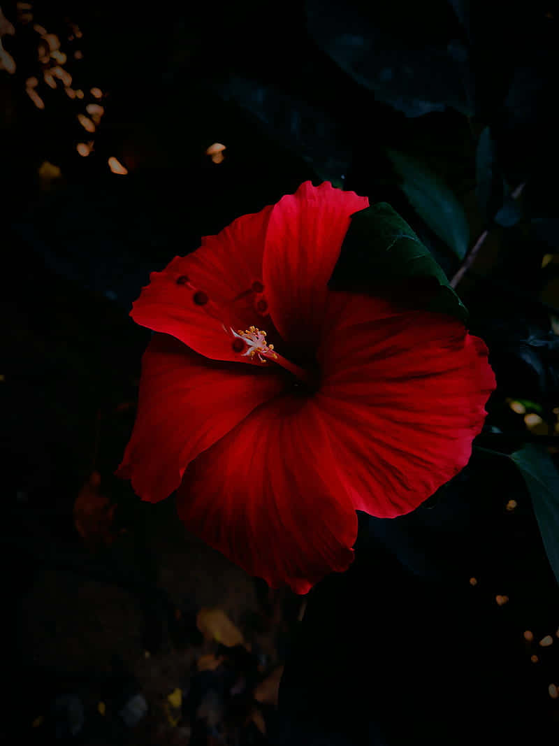 Hibiscus Flower Coconut Girl Aesthetic 桌布 壁紙 — 一朵鮮豔的紅色木芙蓉在深黑色背景上，伴隨著柔和的金色散景燈光，戲劇性地盛開。