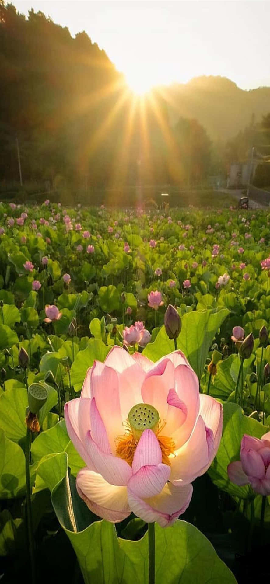  壁紙 — 一朵燦爛的粉紅蓮花在陽光照耀的池塘中盛開，金色光芒穿透背後霧氣繚繞的山丘。