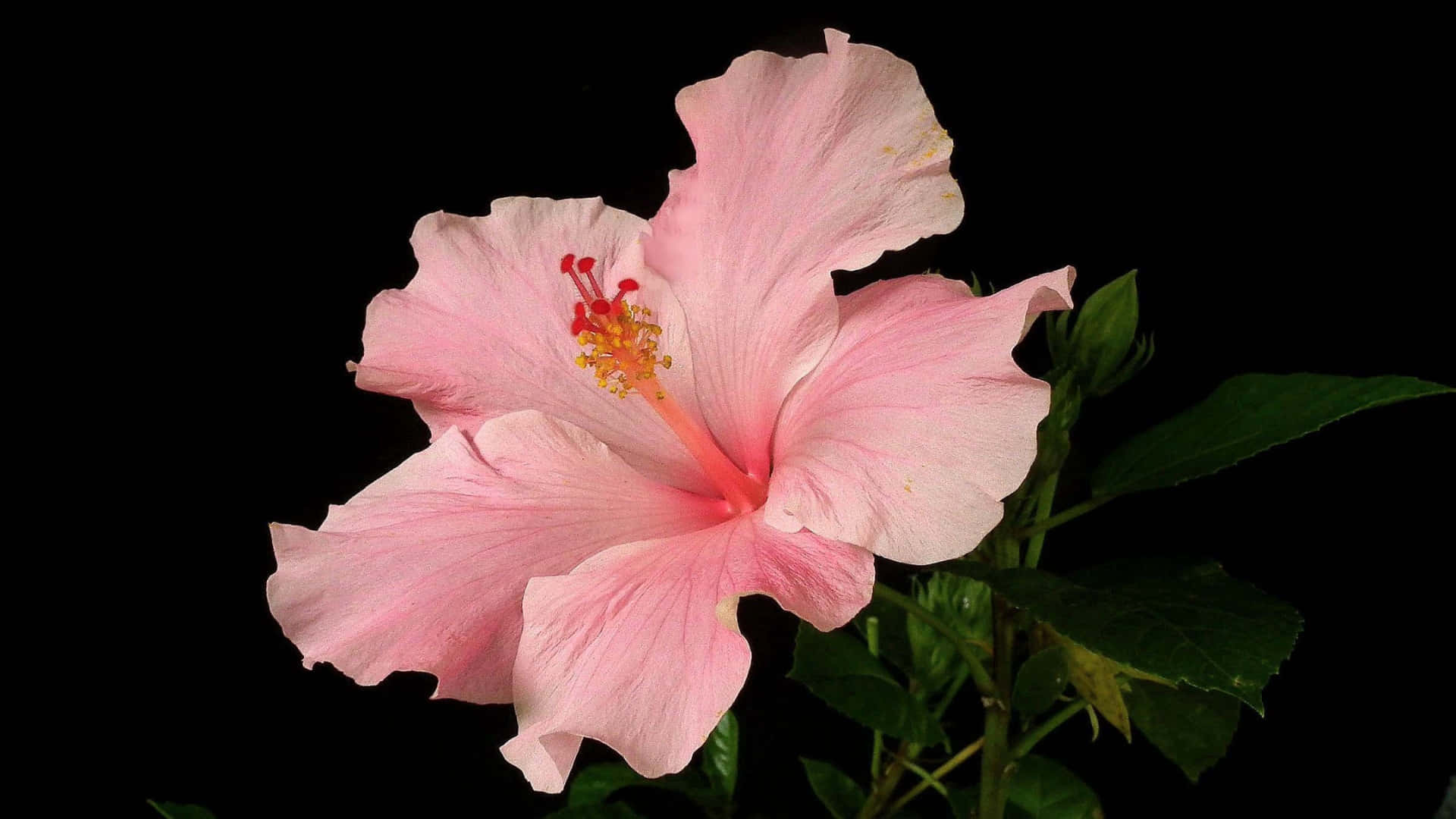  壁紙 — 一朵精緻的粉紅色木芙蓉花，帶有鮮紅色的雄蕊，在純黑色背景下盛開。