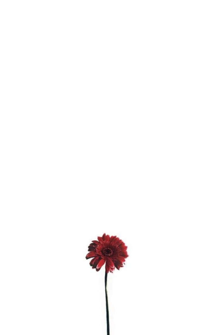 一朵紅色雛菊，深色花莖，白色背景。