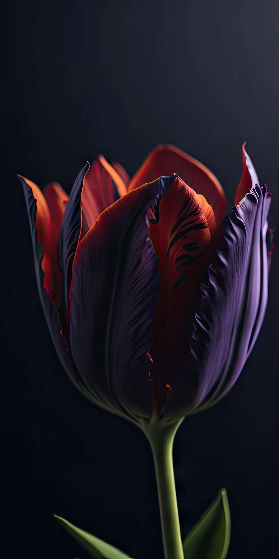 Tulips iPhone 桌布 壁紙 — 一朵鬱金香，花瓣呈深紫色和火熱橙色，在純黑背景下盛開。