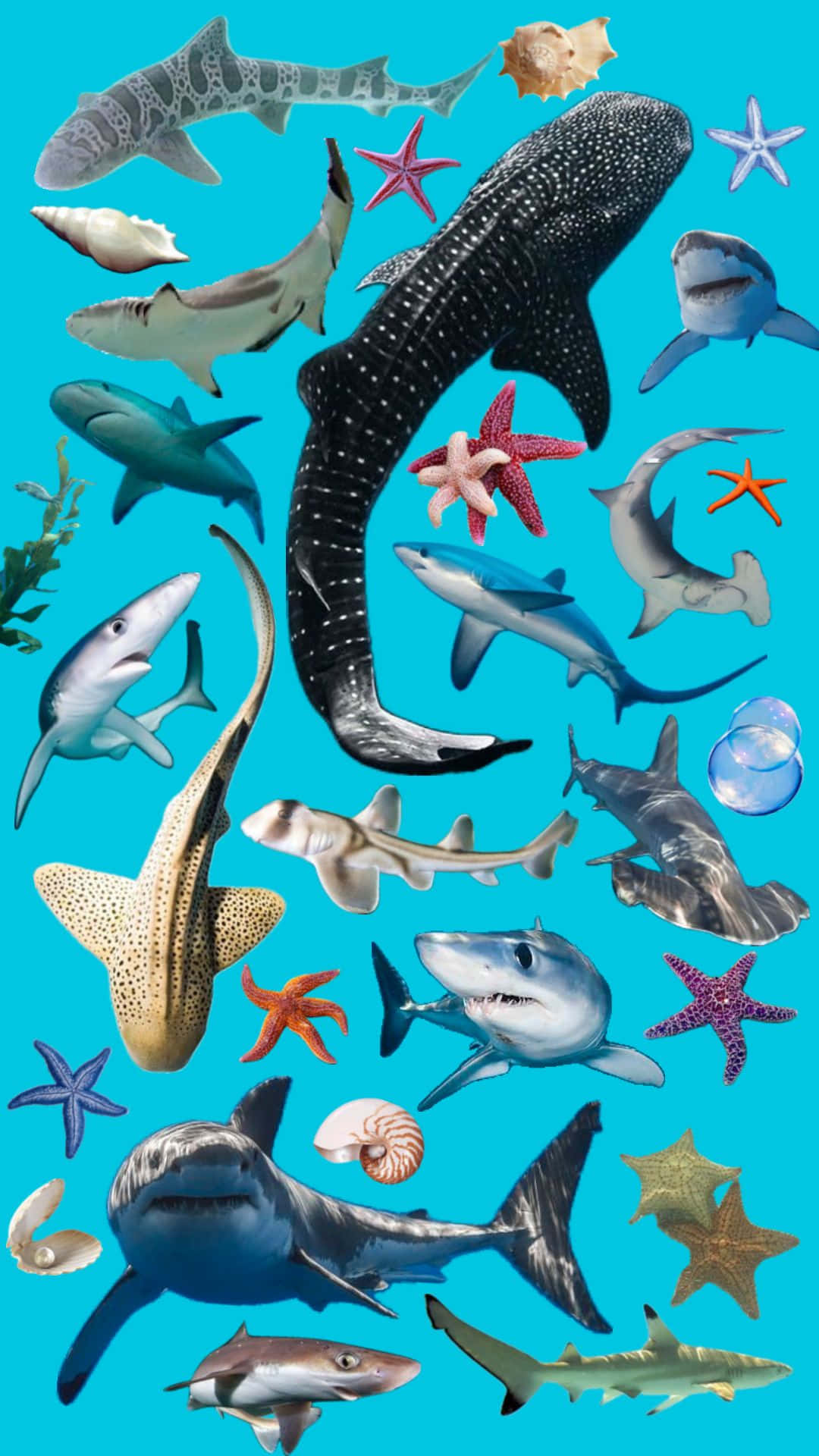  壁紙 — 一幅充滿活力的拼貼畫，各種鯊魚和海星散落在明亮的藍綠色背景上。