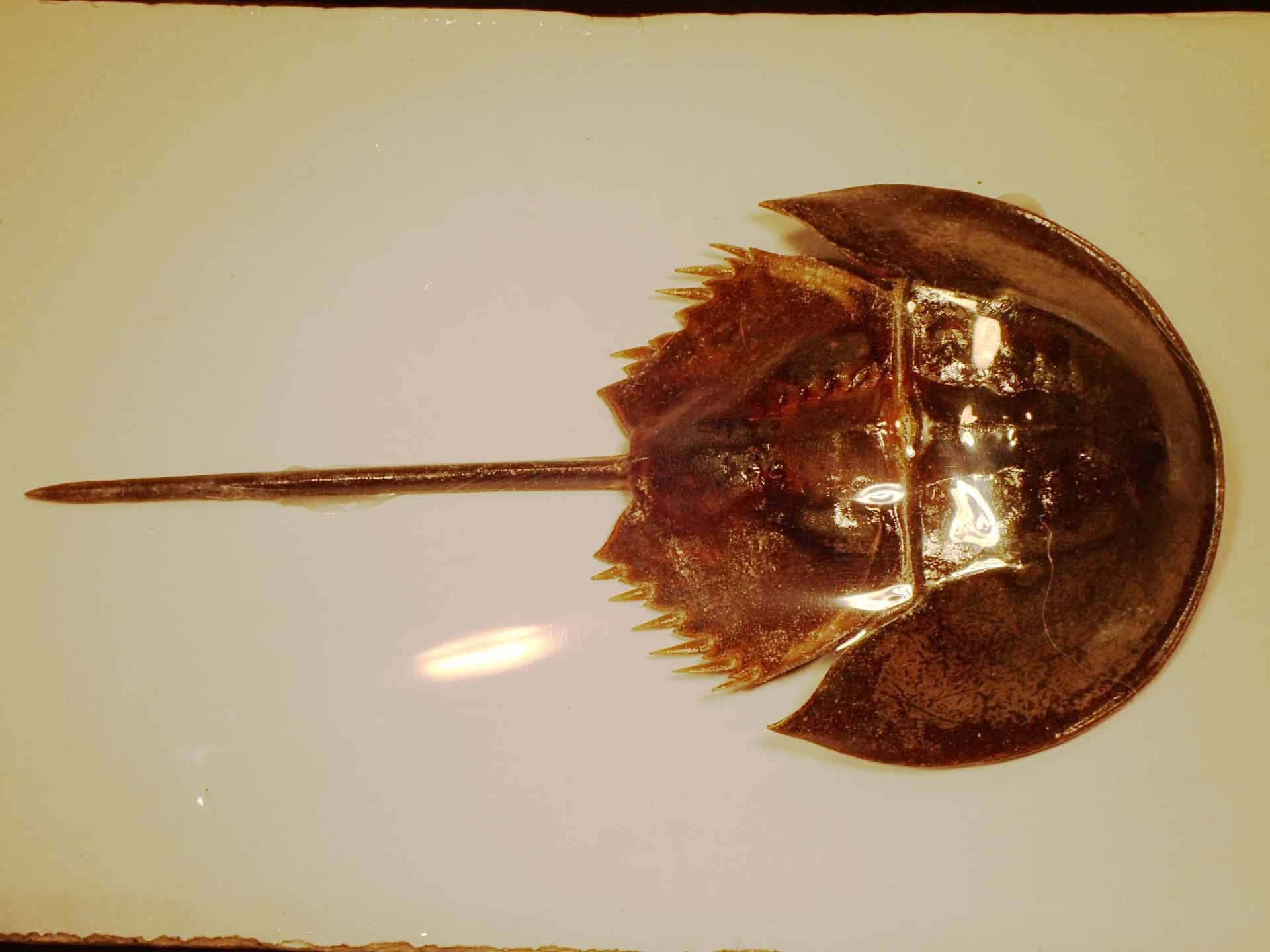 Horseshoe Crab 桌布 壁紙 — 一個保存的馬蹄蟹標本，帶有光澤的棕色甲殼和尖銳邊緣，放置在純米白色表面上。