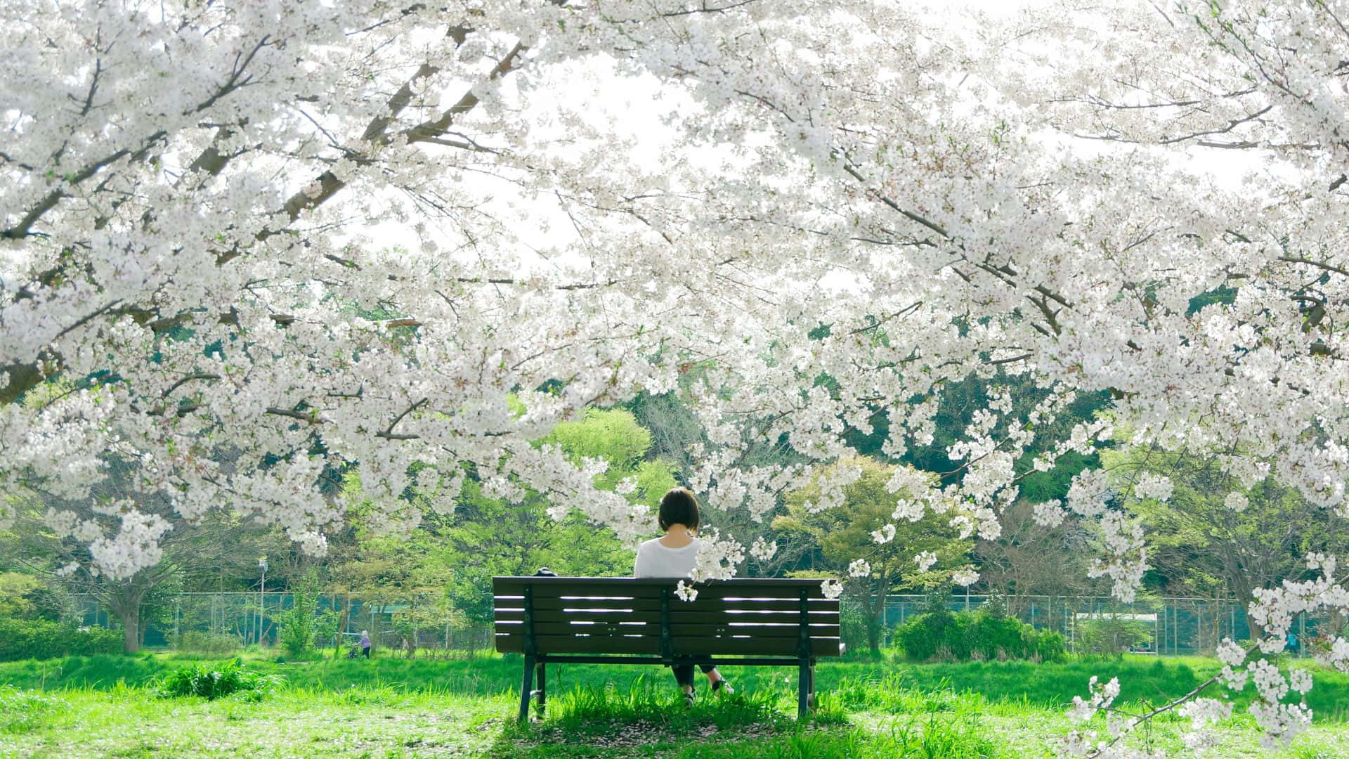  壁紙 — 一個人獨自坐在陽光普照的公園長椅上，上方是盛開的白櫻花樹冠。
