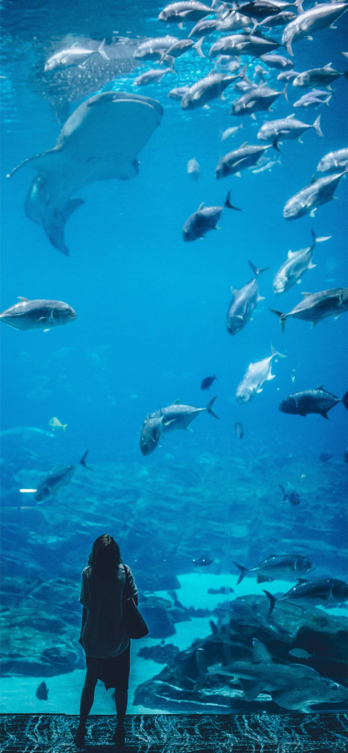 觀看鯊魚和魚在大型水族箱中游泳的人。