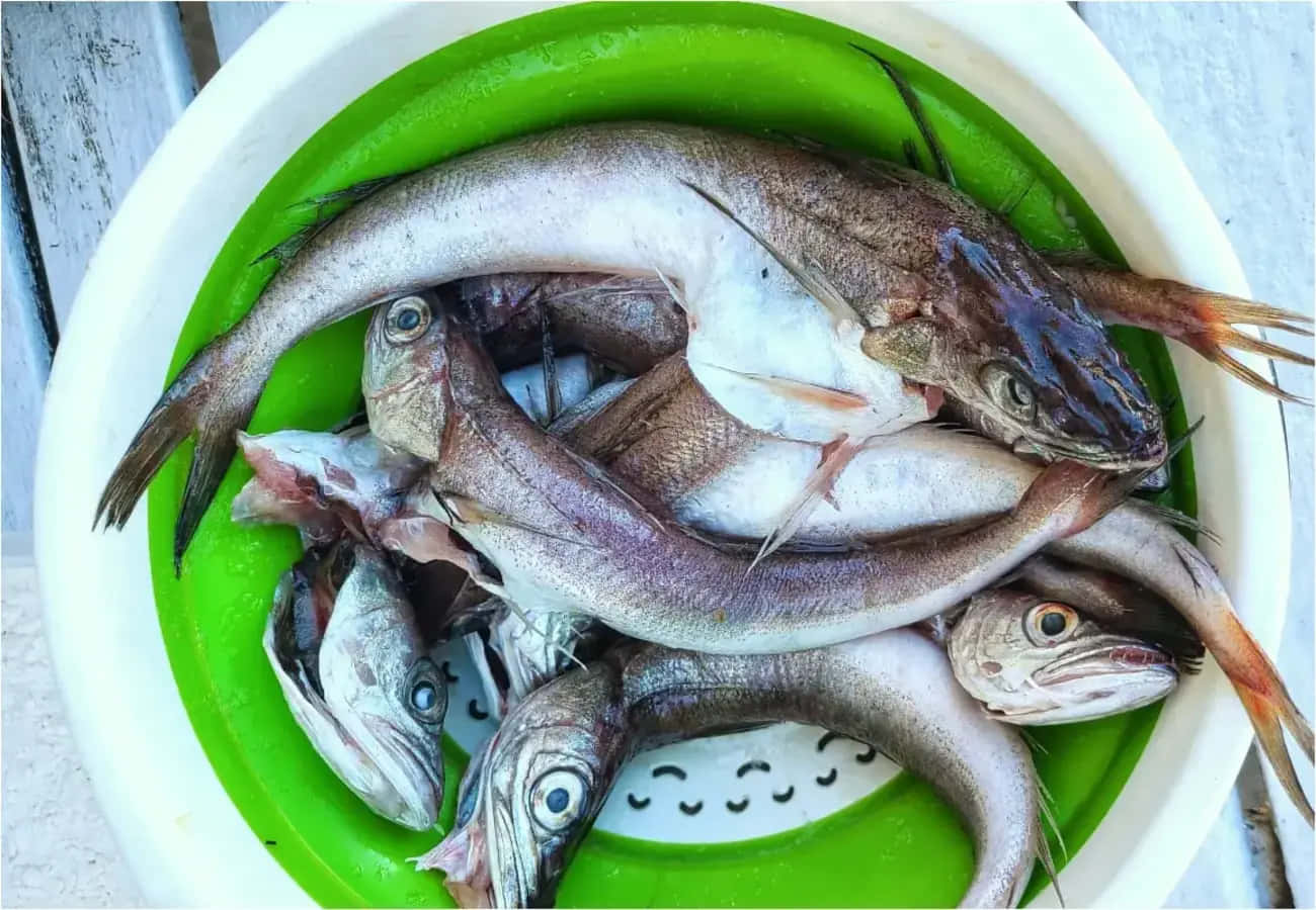  壁紙 — 一個白色內綠色的桶裝著一堆剛捕獲的魚，魚身有銀色鱗片，嘴巴張開。