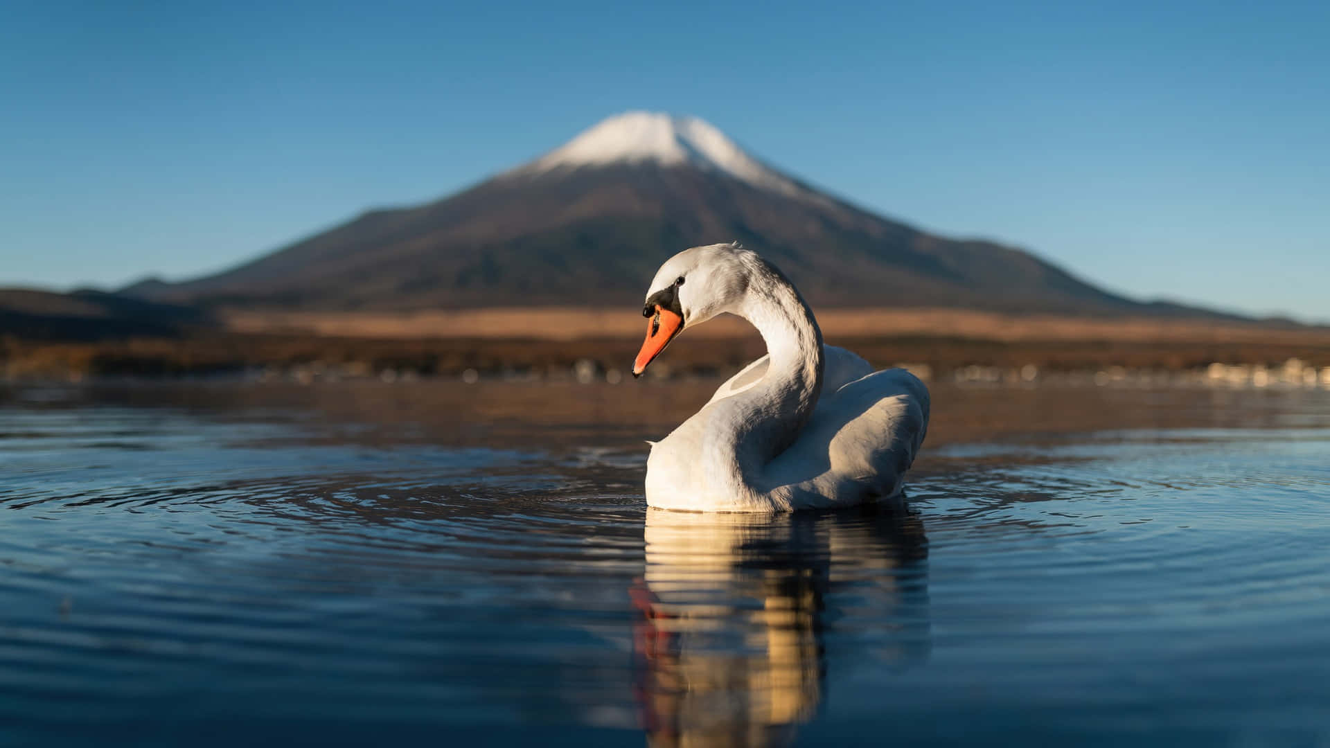  壁紙 — 一隻白天鵝在平靜的水面上優雅地滑行，背景中積雪的富士山在清澈的藍天下雄偉地聳立。