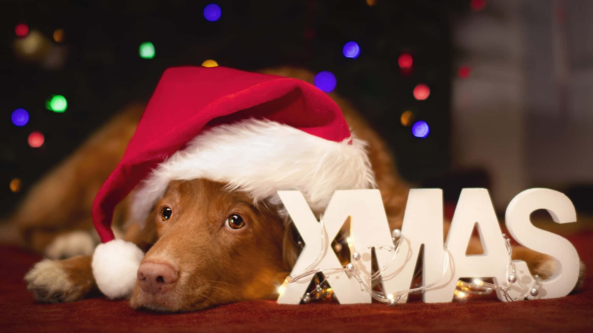  壁紙 — 一隻戴著紅色聖誕帽的棕色狗在閃爍燈光的白色「XMAS」字母旁休息，營造出舒適的節日氛圍。