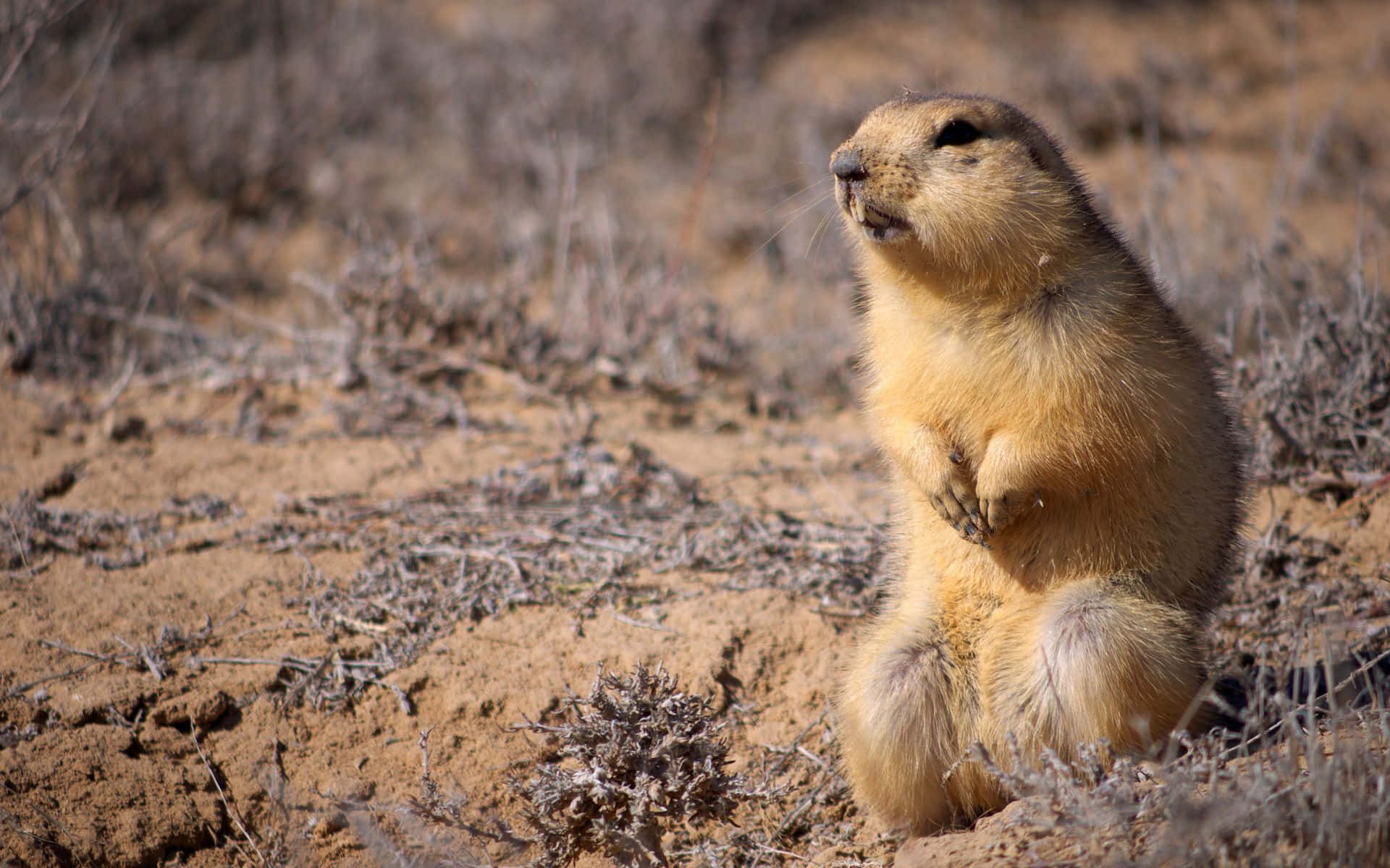Gopher 桌布 壁紙 — 一隻毛茸茸的草原犬鼠在明亮的陽光下，站在被乾燥灌木叢包圍的沙地上，直立著。