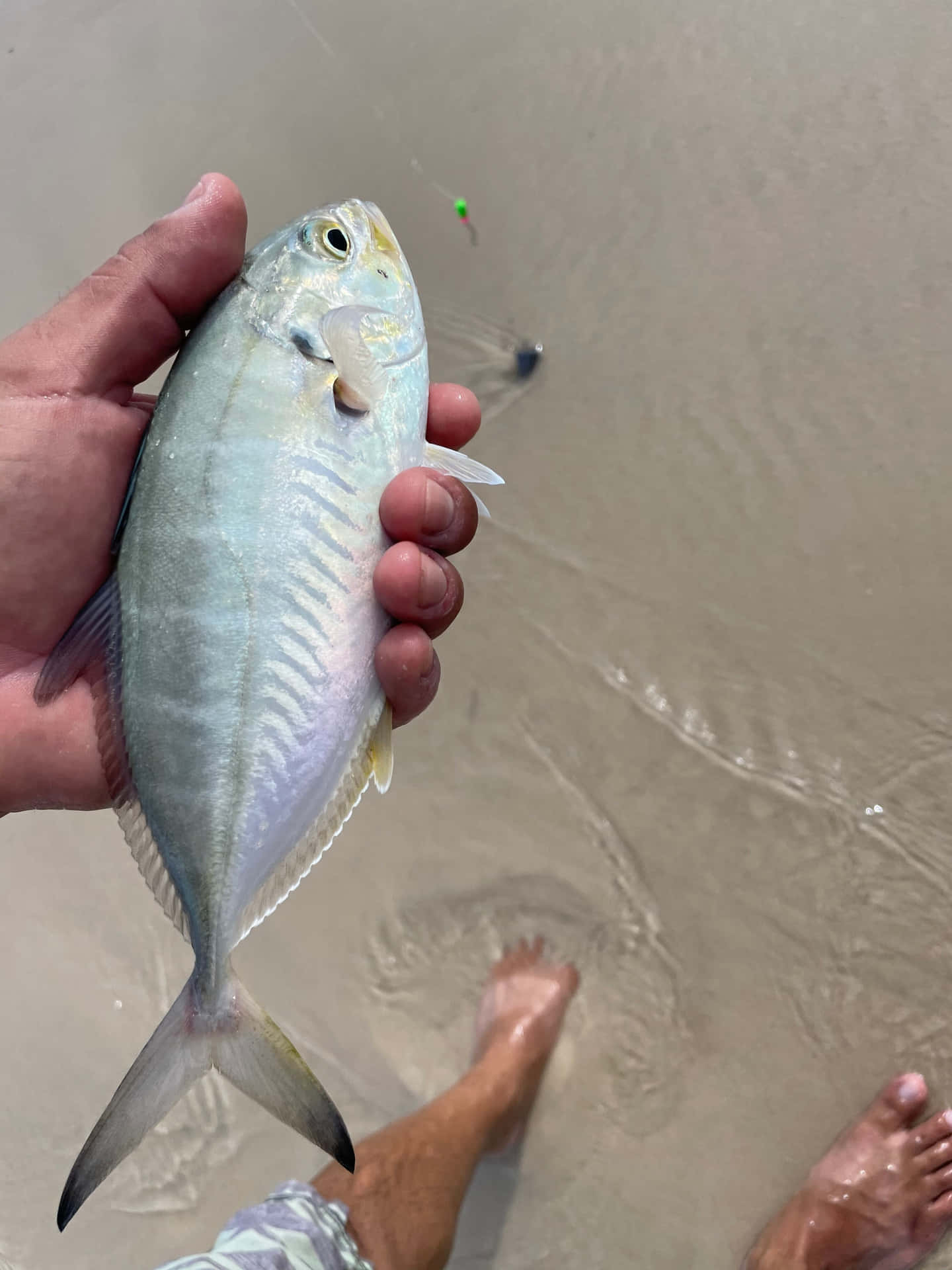  壁紙 — 一隻手在濕沙上拿著一條銀色黃鰭魚，赤腳站在淺水中。