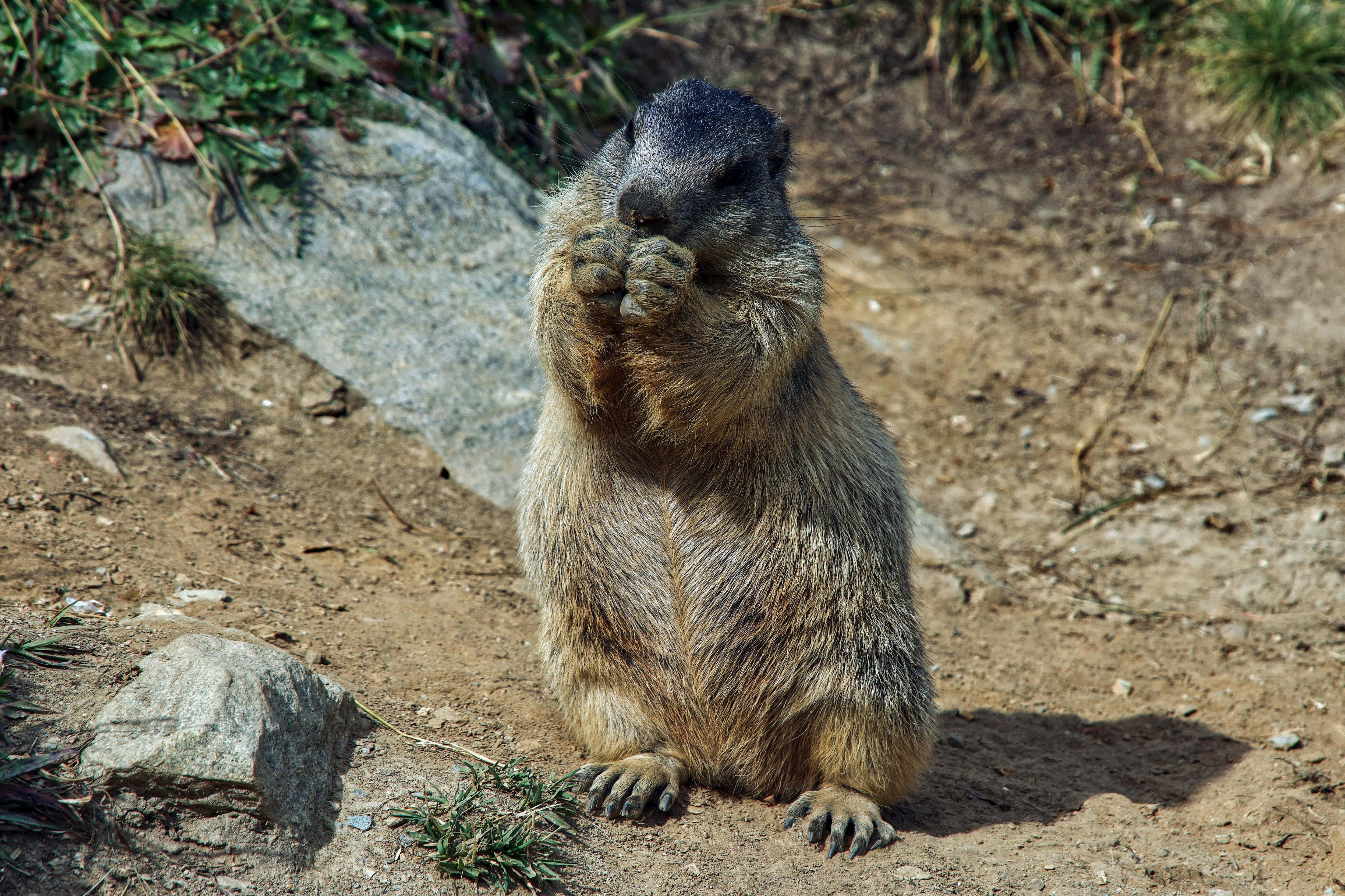Woodchuck 桌布 壁紙 — 一隻土撥鼠直立在陽光照射的泥土上，用雙爪啃食，周圍是岩石和稀疏的綠色植物。