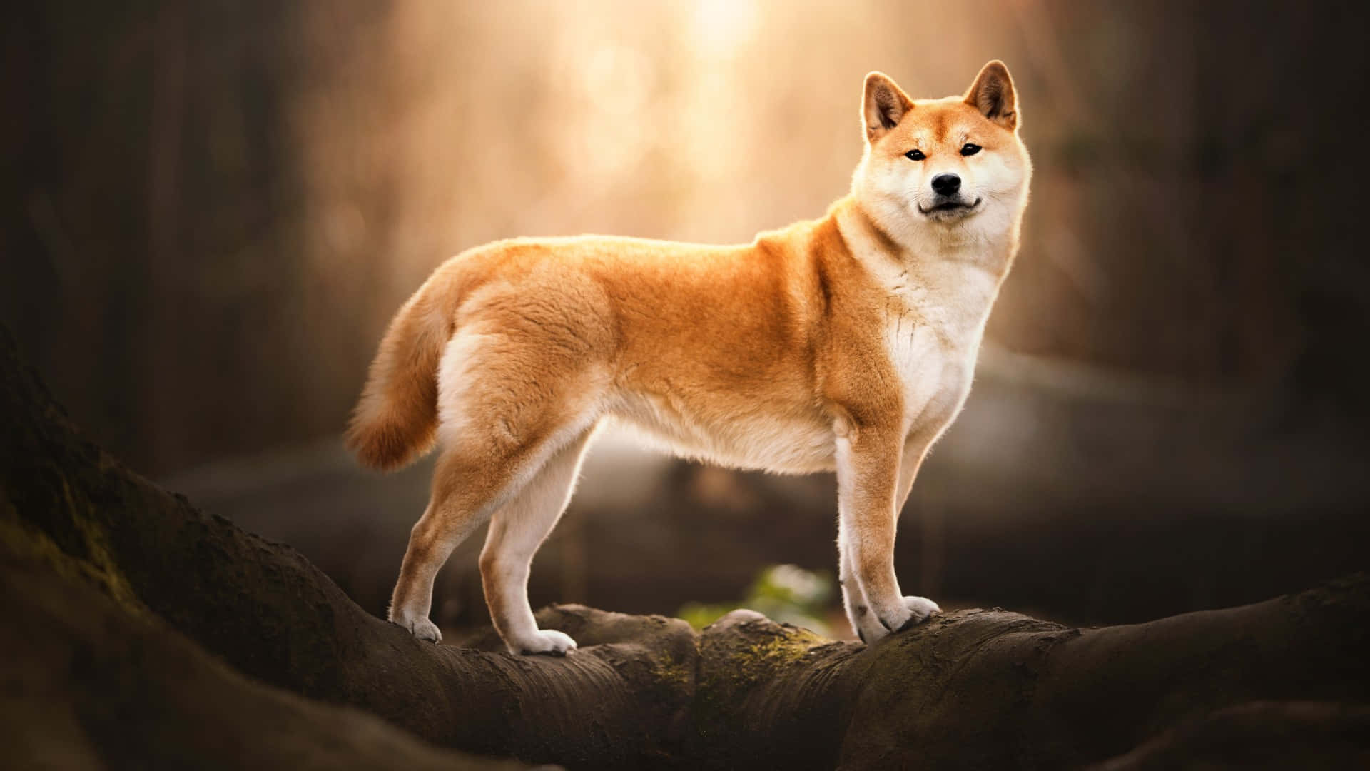  壁紙 — 一隻威風凜凜的柴犬警覺地站在長滿苔蘚的木頭上，沐浴在透過模糊森林背景過濾的溫暖金色陽光中。
