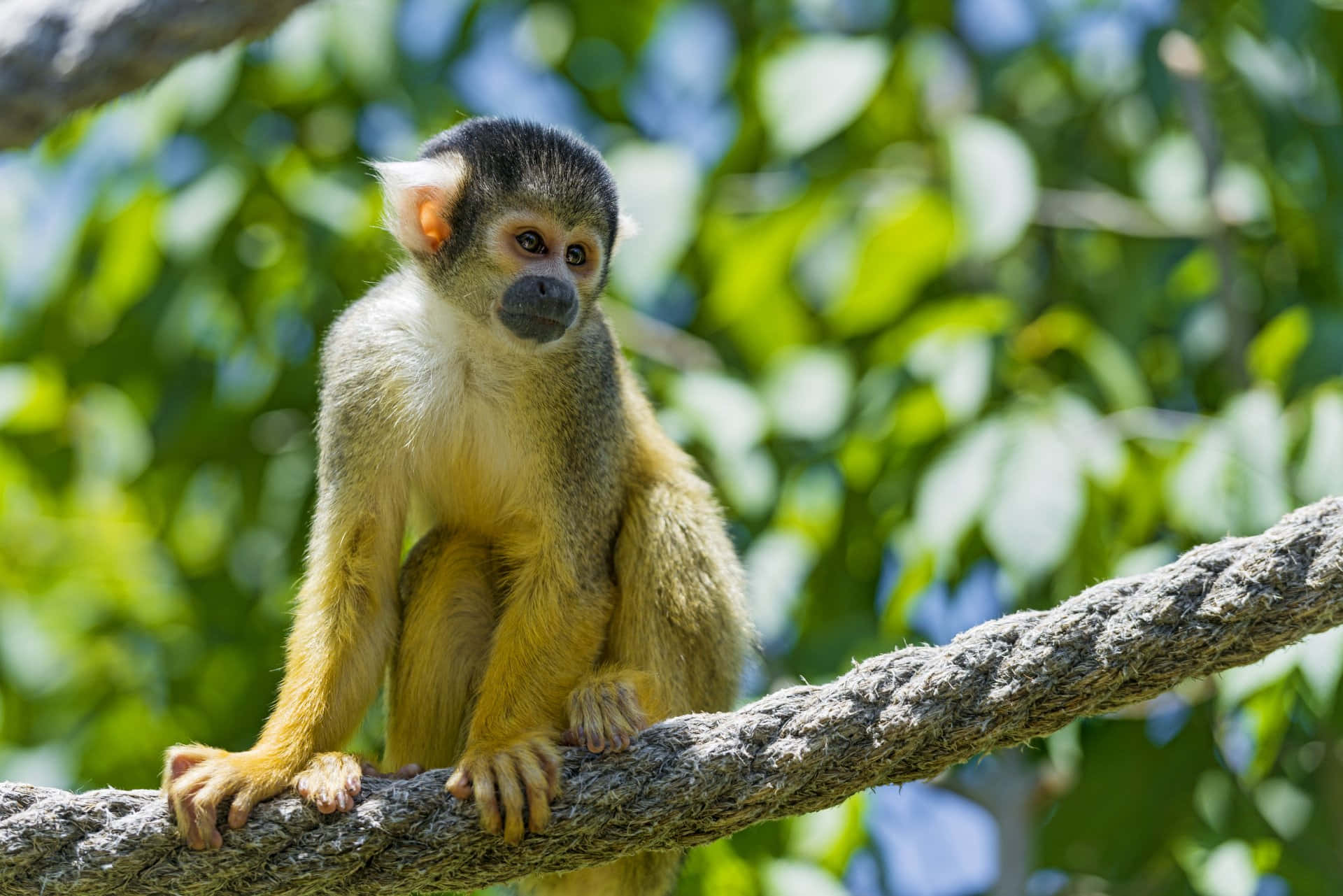Squirrel Monkey 桌布 壁紙 — 一隻戴著黑色帽子、白色耳朵的小猴子警覺地坐在被茂密綠葉環繞的粗樹枝上。