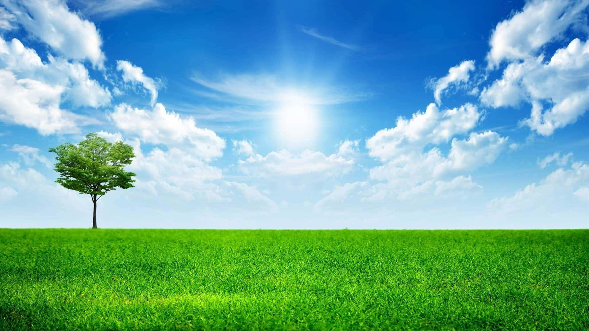  壁紙 — 一棵孤獨的綠樹矗立在廣闊的陽光草地上，天空湛藍，白雲朵朵。