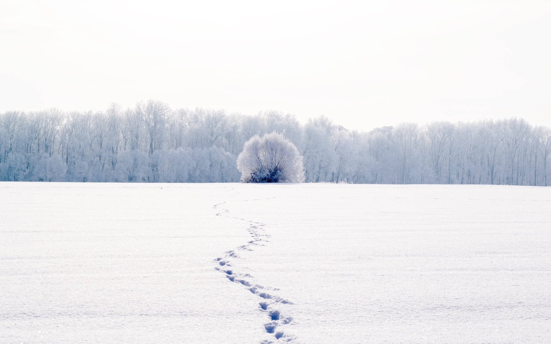 腳印通向雪地中一棵結霜的樹木，遠處有森林。