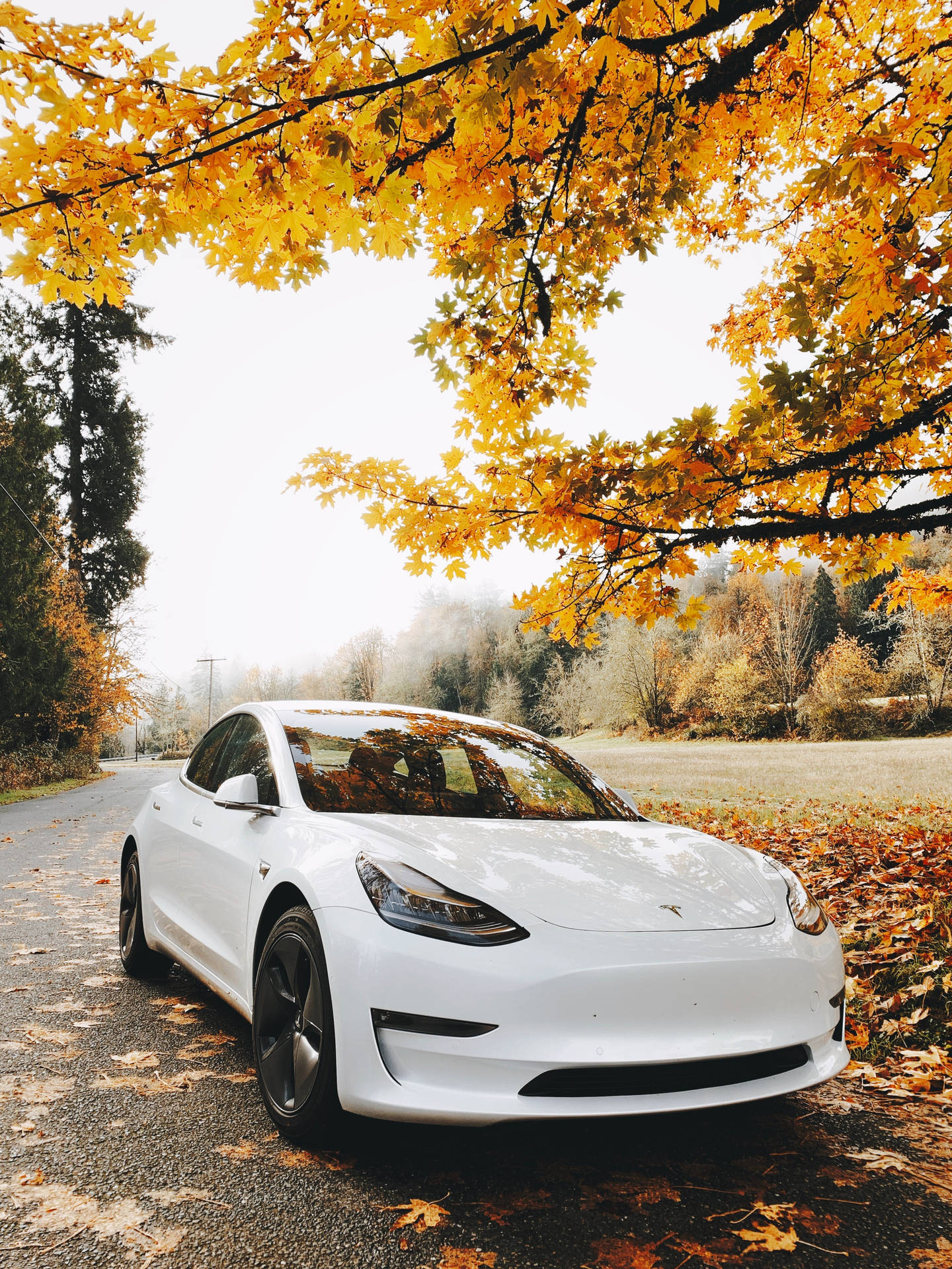 白色 Tesla Model 3 停泊在森林道路上，上方是金黃色的秋樹。