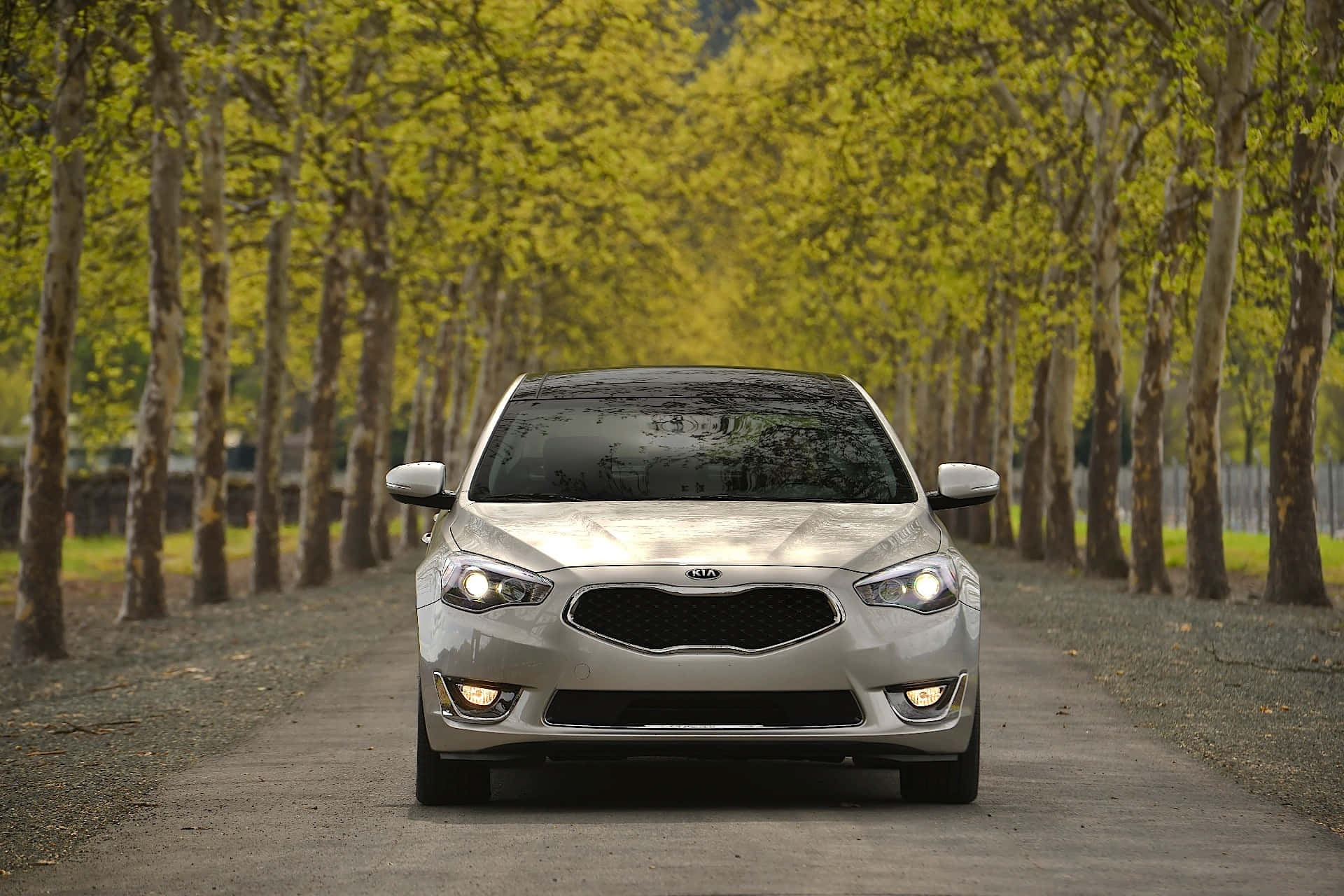 Kia Cadenza 桌布 壁紙 — 一輛銀色Kia轎車在明亮的黃綠色春季樹葉下，行駛在一條綠樹成蔭的碎石路上。