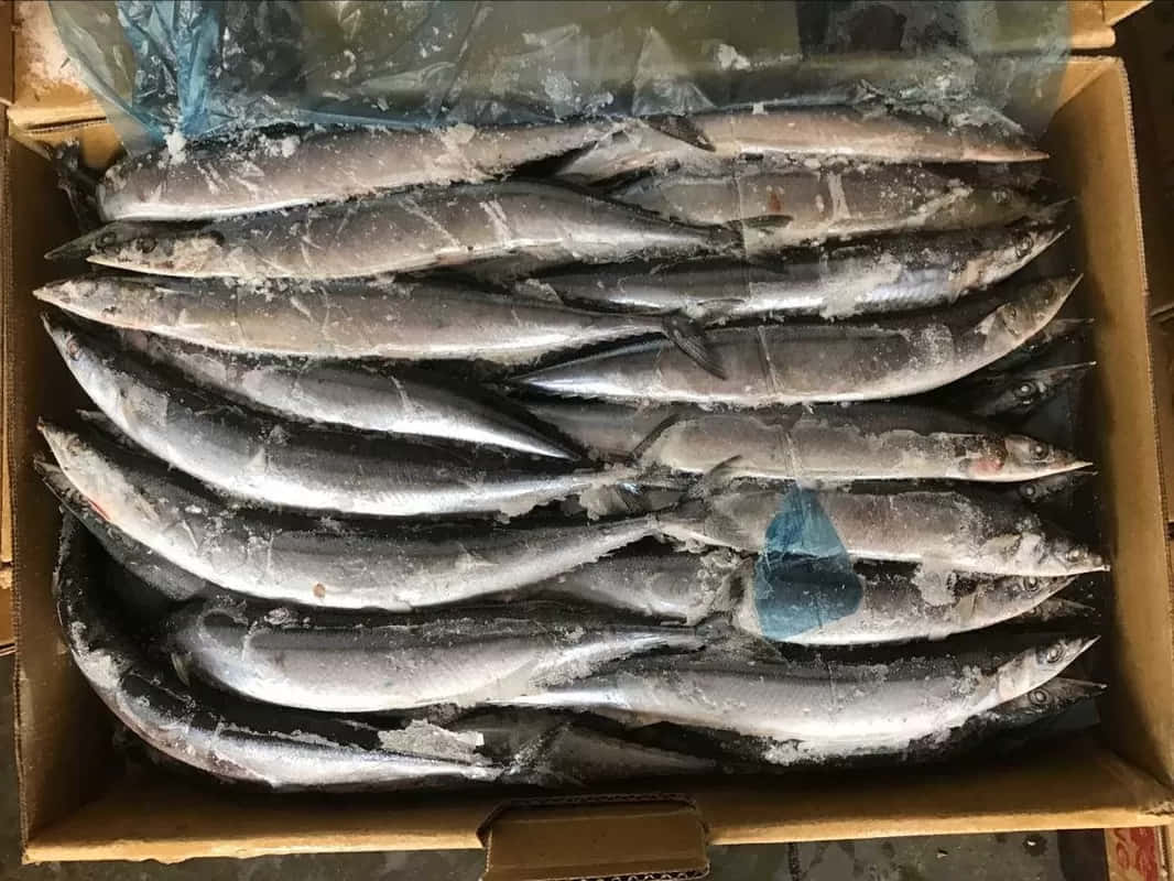 Pacific Saury 桌布 壁紙 — 一排排冷凍鯖魚堆放在一個覆蓋著霜和保鮮紙的紙箱中。