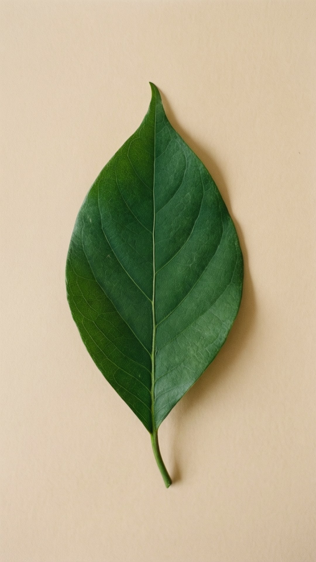 米色背景上的一片綠色葉子