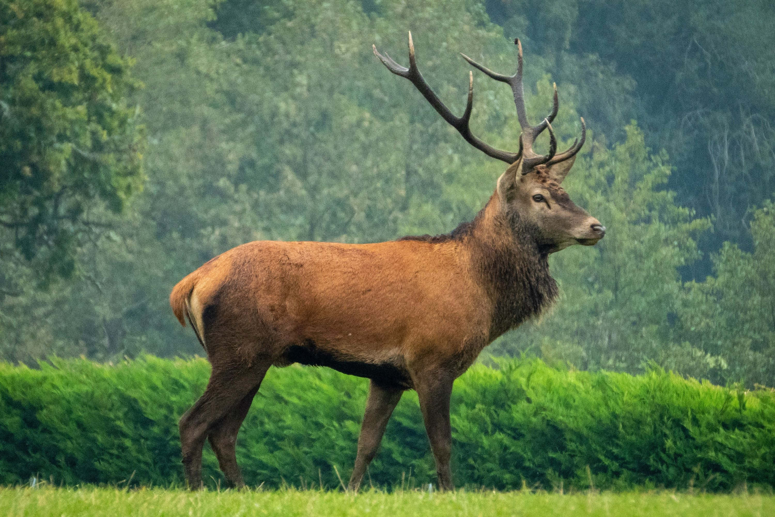 Stag 桌布 壁紙 — 一頭雄偉的紅鹿，長著巨大的鹿角，警覺地站在陽光明媚的草地上，周圍是茂密的綠色樹籬和濃密的森林。