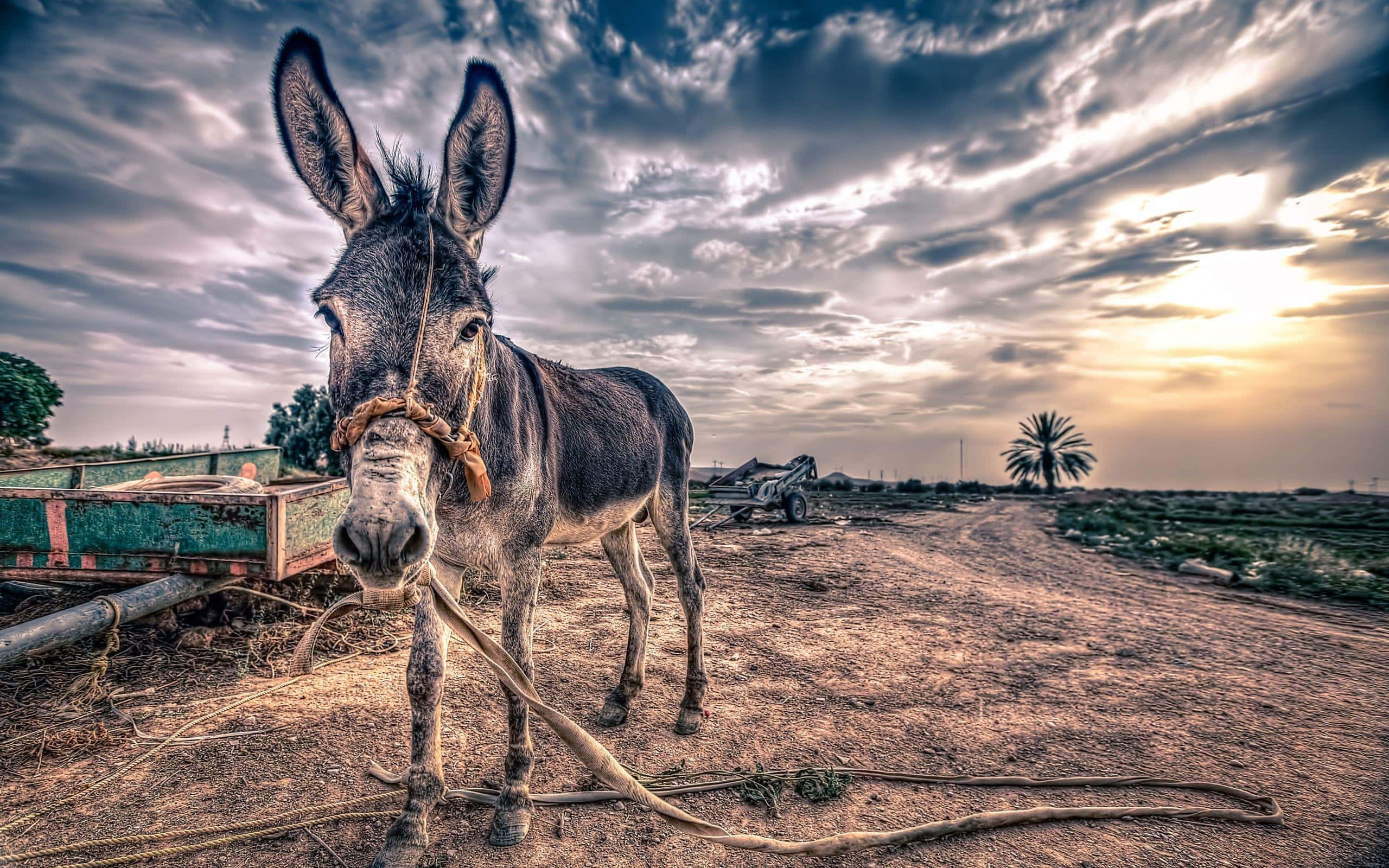Mule 桌布 壁紙 — 一頭驢子站在塵土飛揚的鄉間小路上，天空烏雲密布，遠方有一棵孤獨的棕櫚樹。