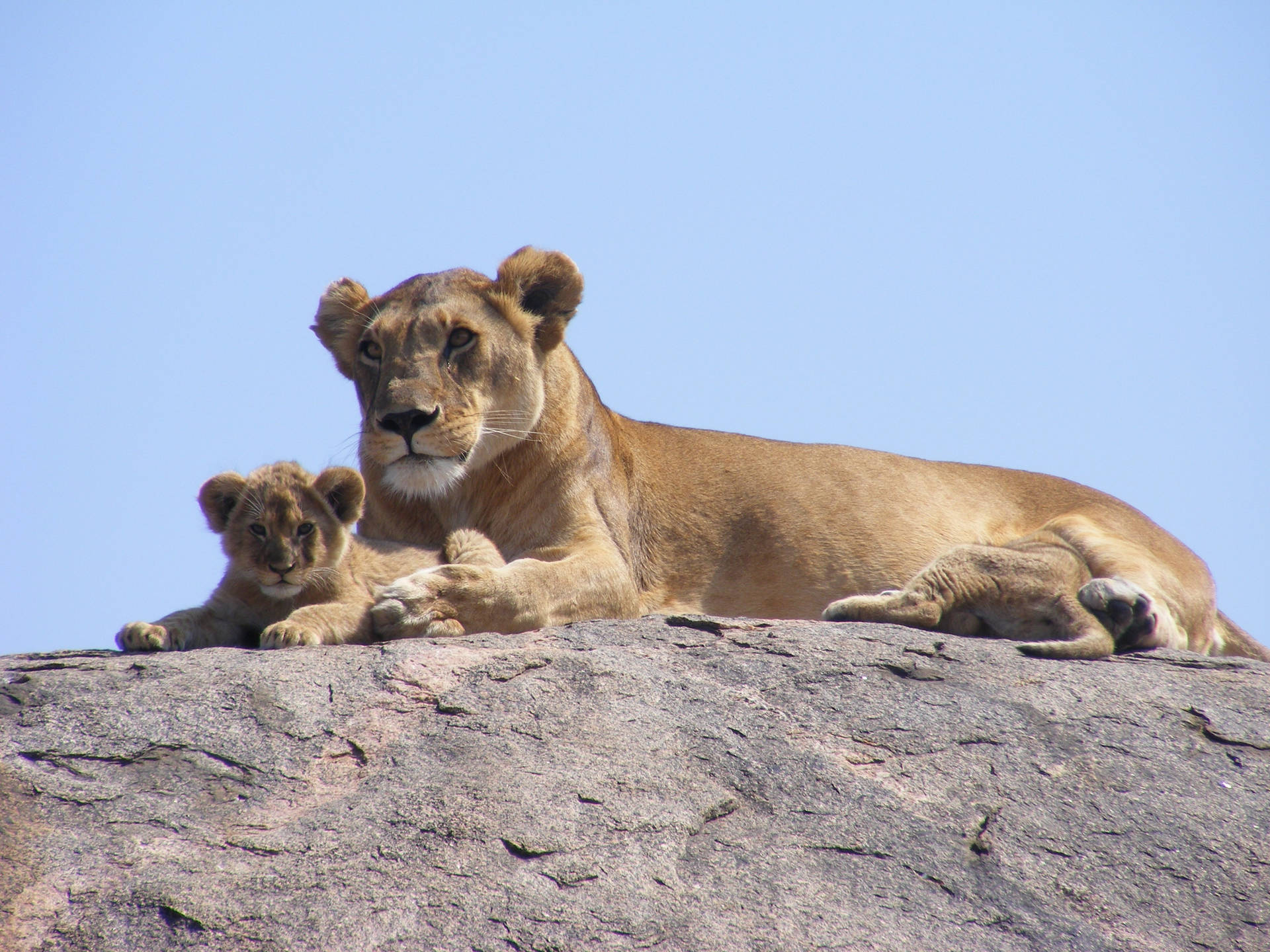 母獅對幼崽的母愛 壁紙 — 一頭母獅和她的幼崽在陽光明媚的岩石露頭上休息，背景是清澈的藍天。
