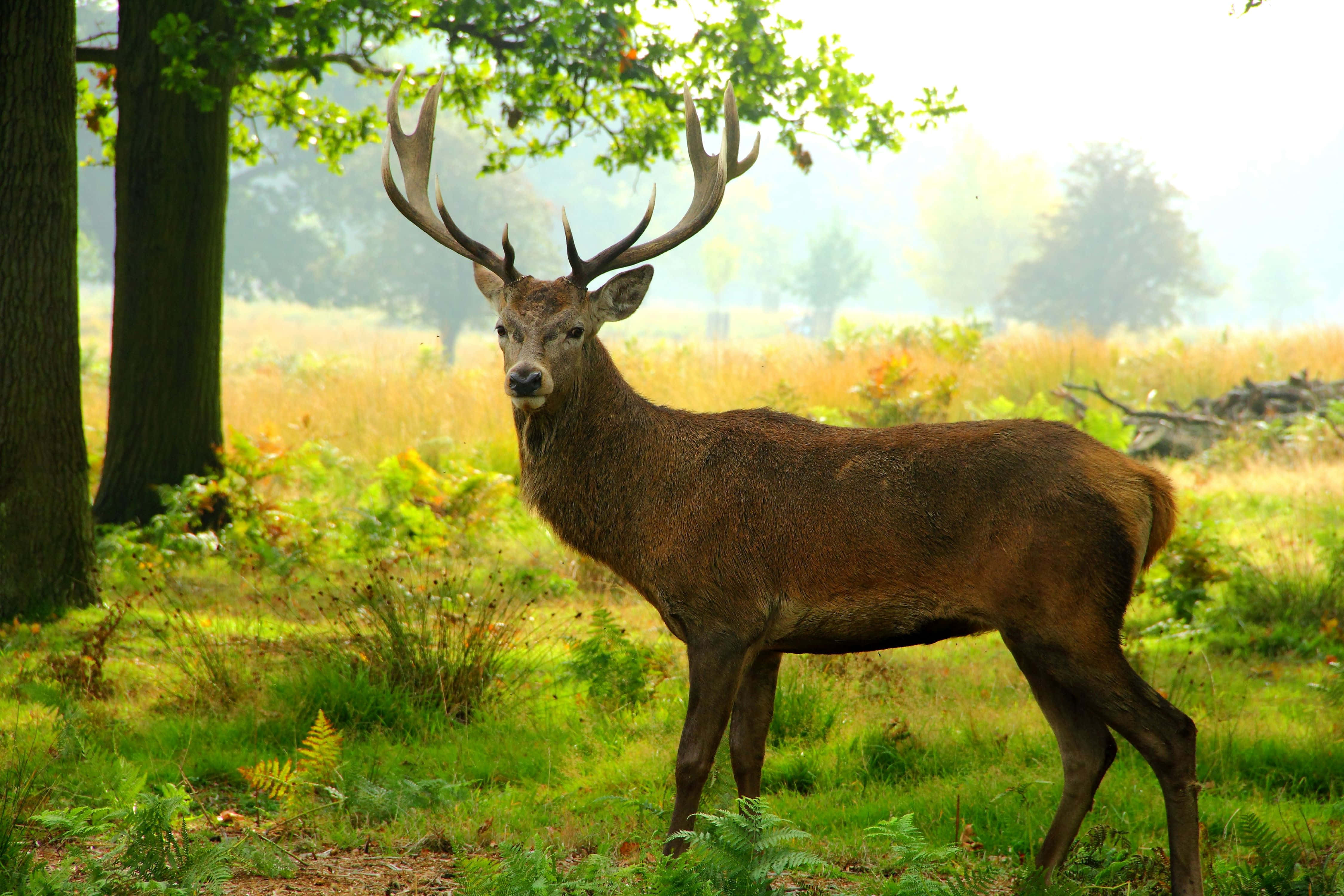 Stag 桌布 壁紙 — 一頭擁有巨大鹿角的雄偉雄鹿，在陽光明媚的森林空地上警覺地站立，周圍環繞著綠色蕨類植物和高高的草叢。