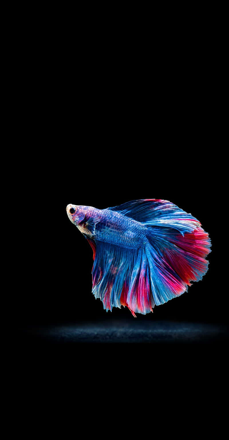 壁紙 — 一條色彩鮮豔的鬥魚，帶有流動的藍色和紅色魚鰭，在純黑背景下閃耀。
