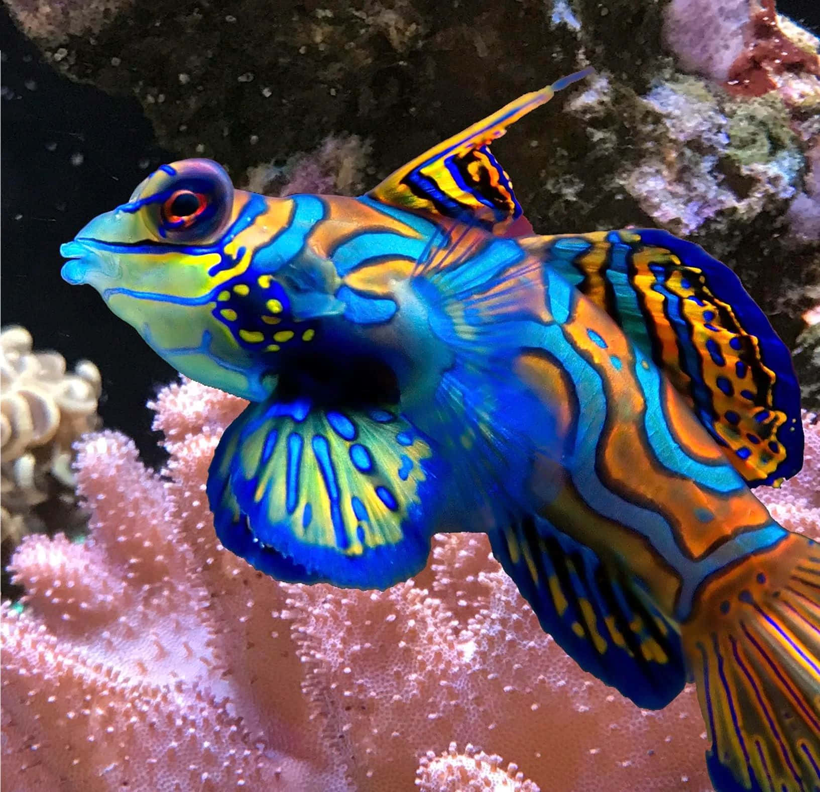  壁紙 — 一條色彩鮮豔的七彩神仙魚，帶有電光藍、橙色和黃色條紋，在粉紅色珊瑚附近優雅地游動，呈現生動的水下場景。
