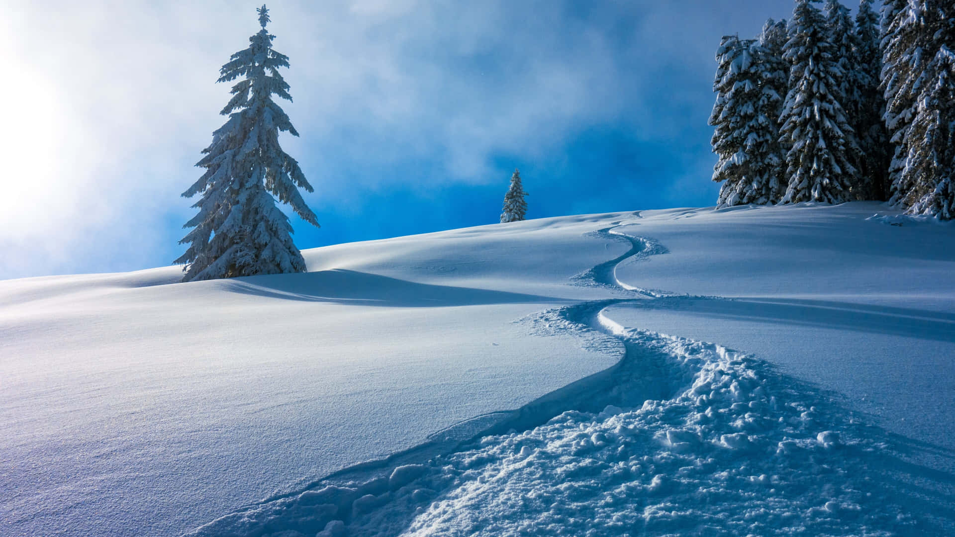  壁紙 — 一條蜿蜒的雪徑穿過寧靜的冬季森林，松樹上積滿了雪，天空湛藍明亮。