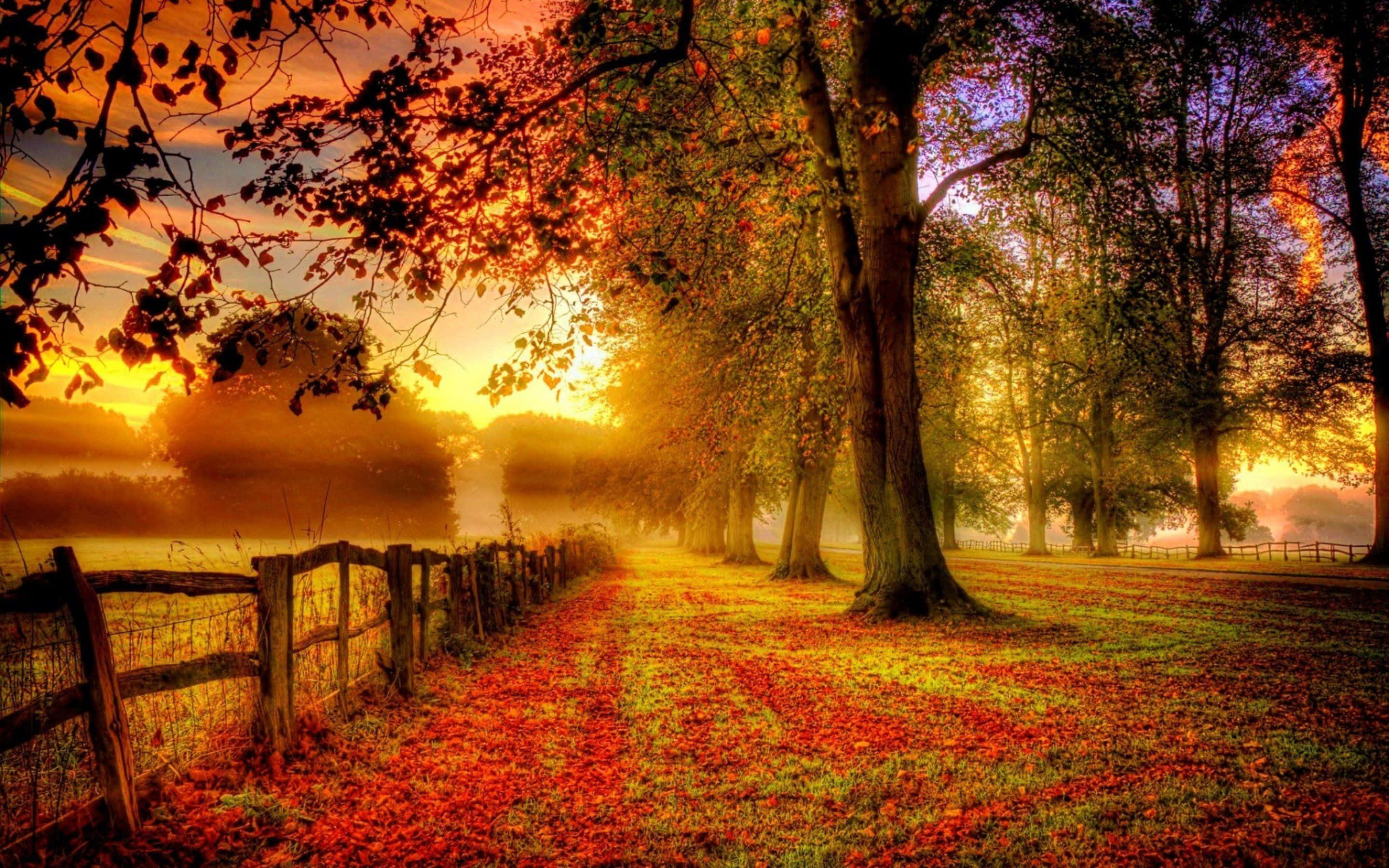 Fall Sunset 桌布 壁紙 — 一條霧氣瀰漫的秋日小徑，兩旁樹木和木柵欄在熾熱的日出天空下閃耀。