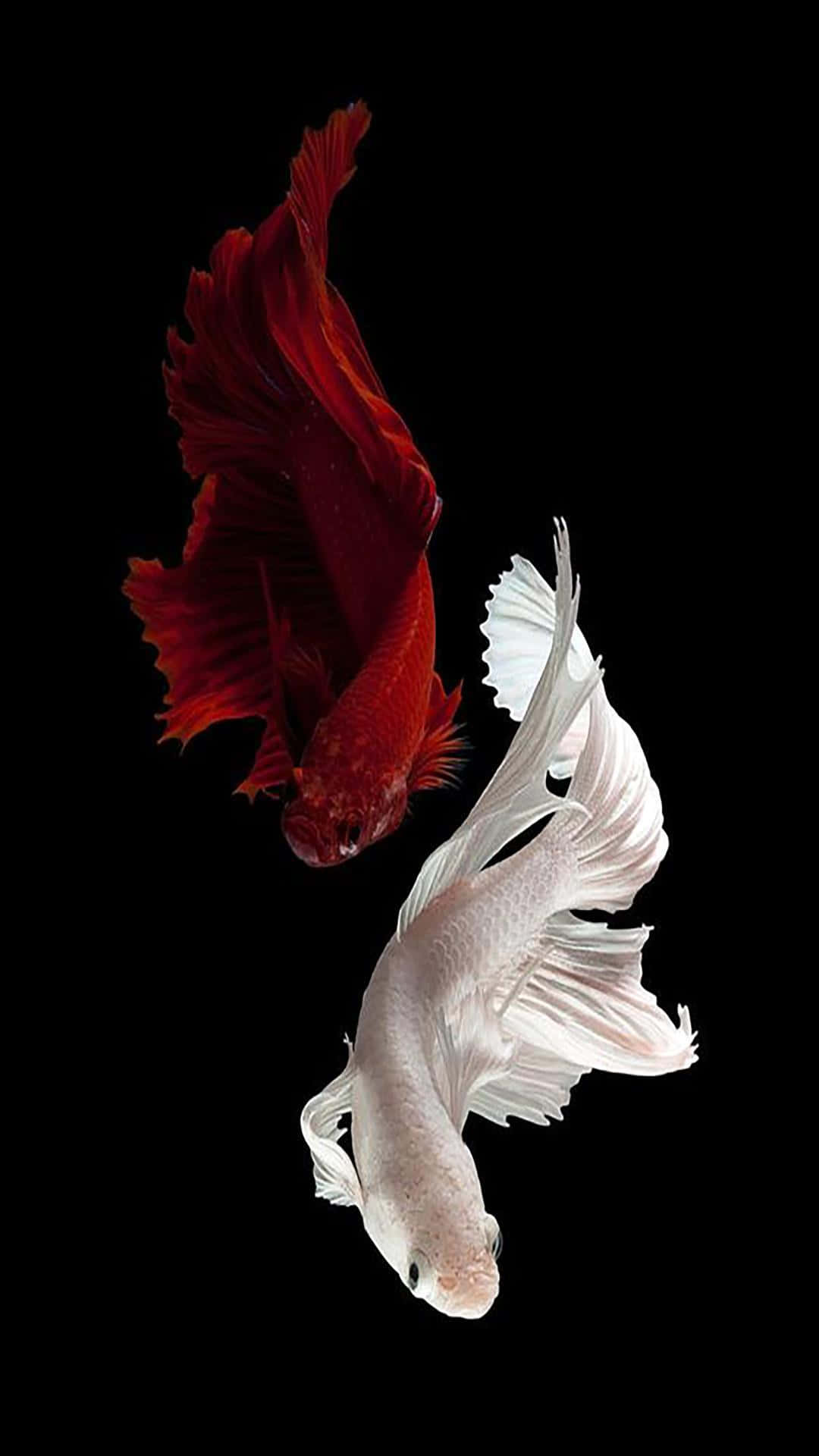  壁紙 — 一條引人注目的紅白鬥魚在純黑背景下優雅游動，展現其飄逸的魚鰭和鮮豔的色彩。