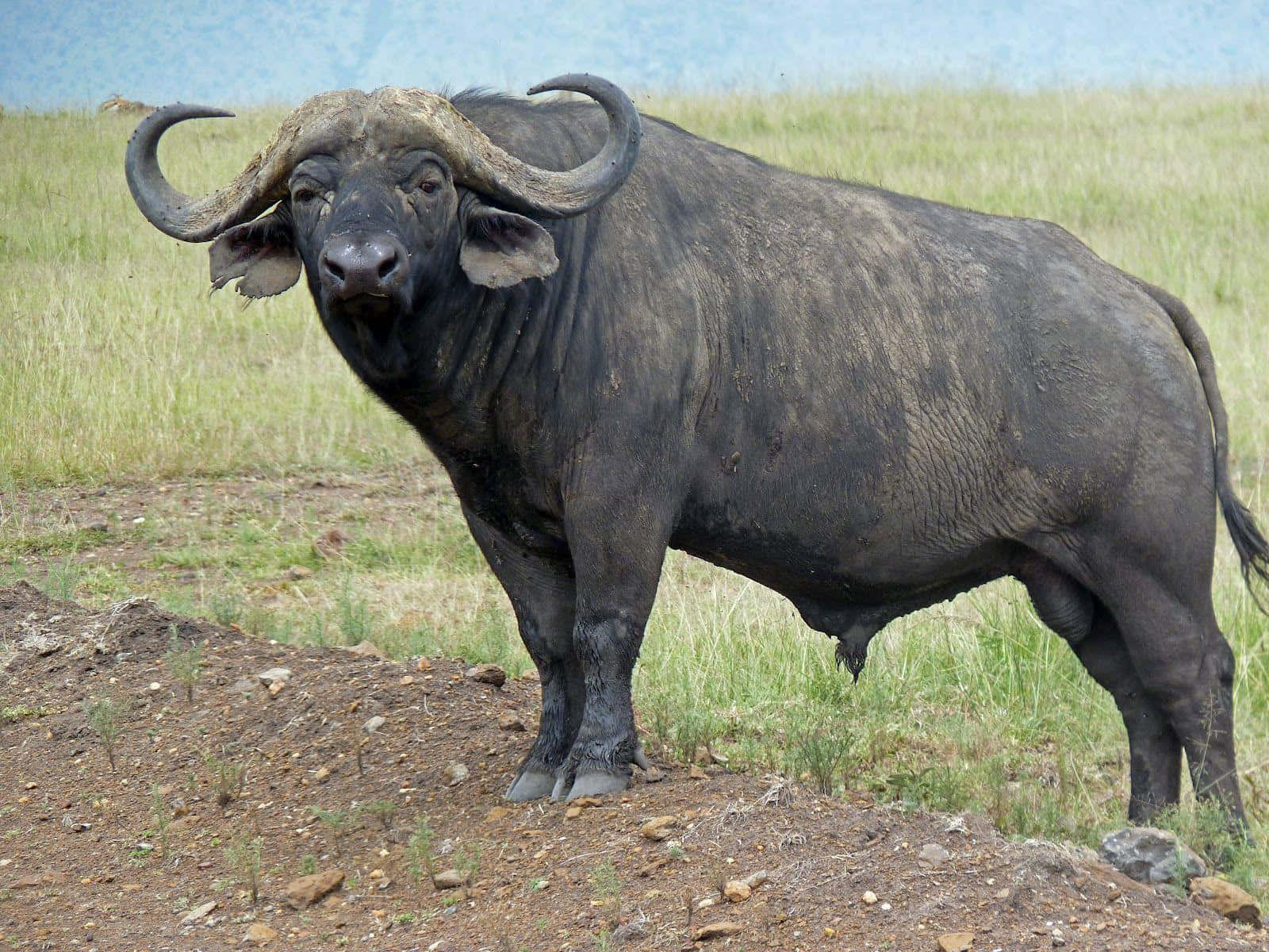 Water Buffalo 桌布 壁紙 — 一頭大型非洲水牛在陽光照耀的草地上保持警覺，擁有彎曲的角和深色的皮毛。