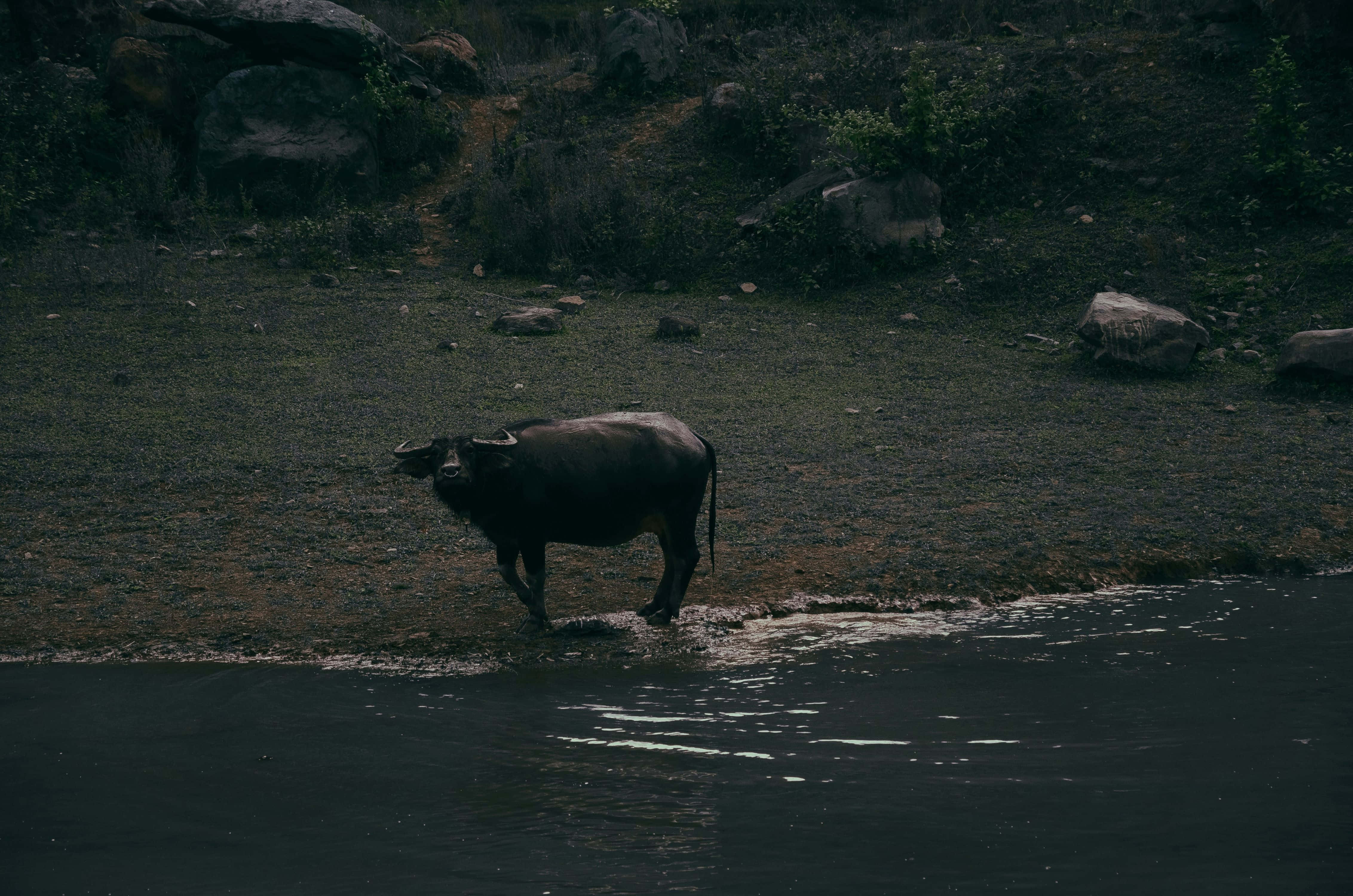 Water Buffalo 桌布 壁紙 — 一頭孤獨的水牛站在泥濘的水邊，處於光線昏暗、岩石遍佈的自然環境中。