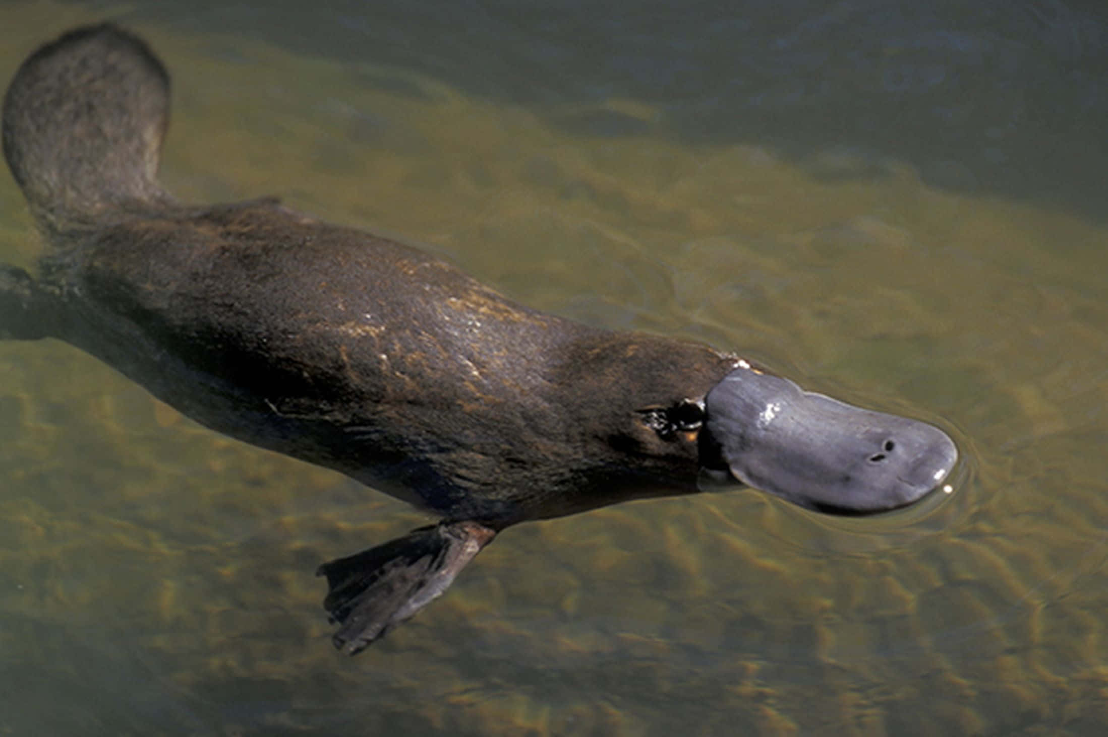 Platypus 桌布 壁紙 — 一隻鴨嘴獸優雅地滑過清澈的淺水，其獨特的扁平鴨嘴和有蹼的腳清晰可見。