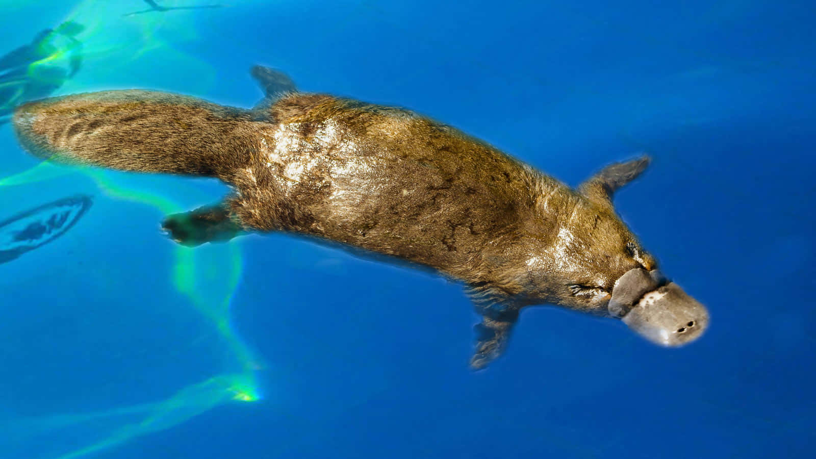 Platypus 桌布 壁紙 — 一隻鴨嘴獸優雅地滑過清澈的藍色水域，陽光從上方過濾而下。