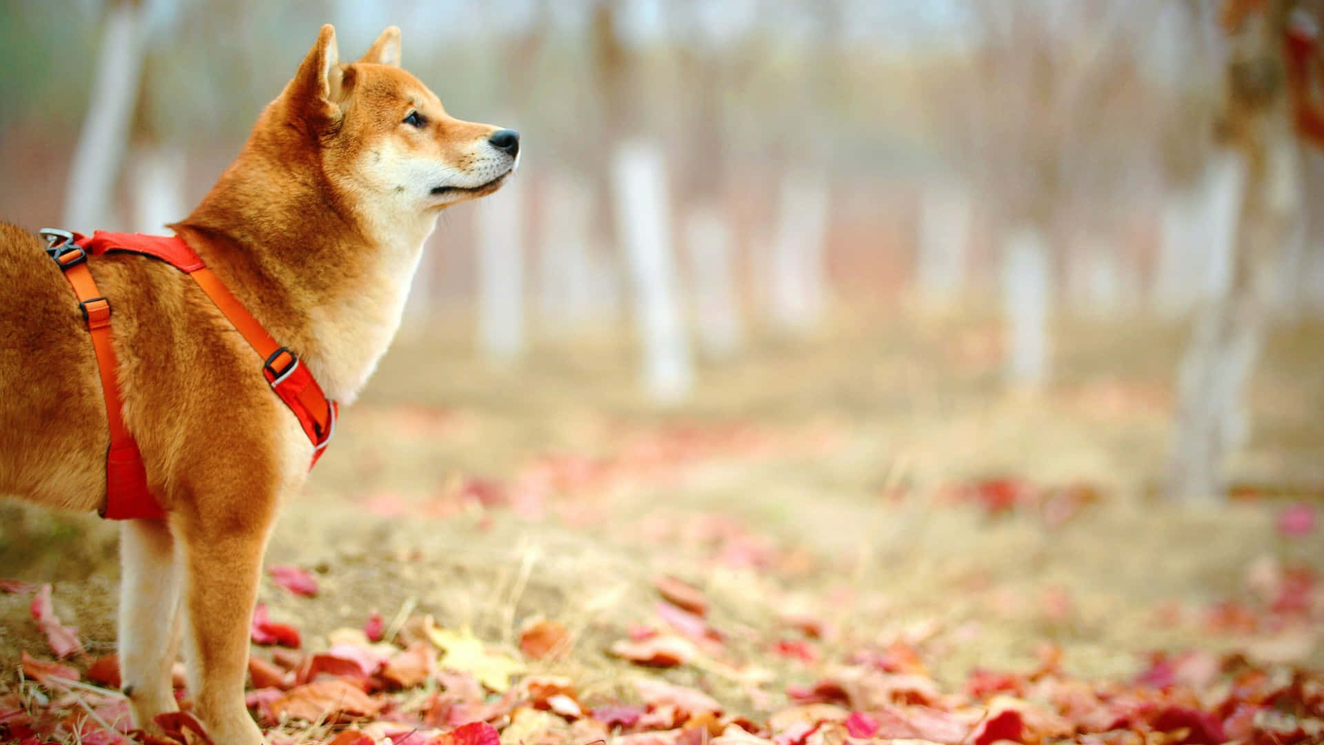  壁紙 — 一隻柴犬穿著紅色胸背帶，在鋪滿落葉的秋日森林中警覺地站立。