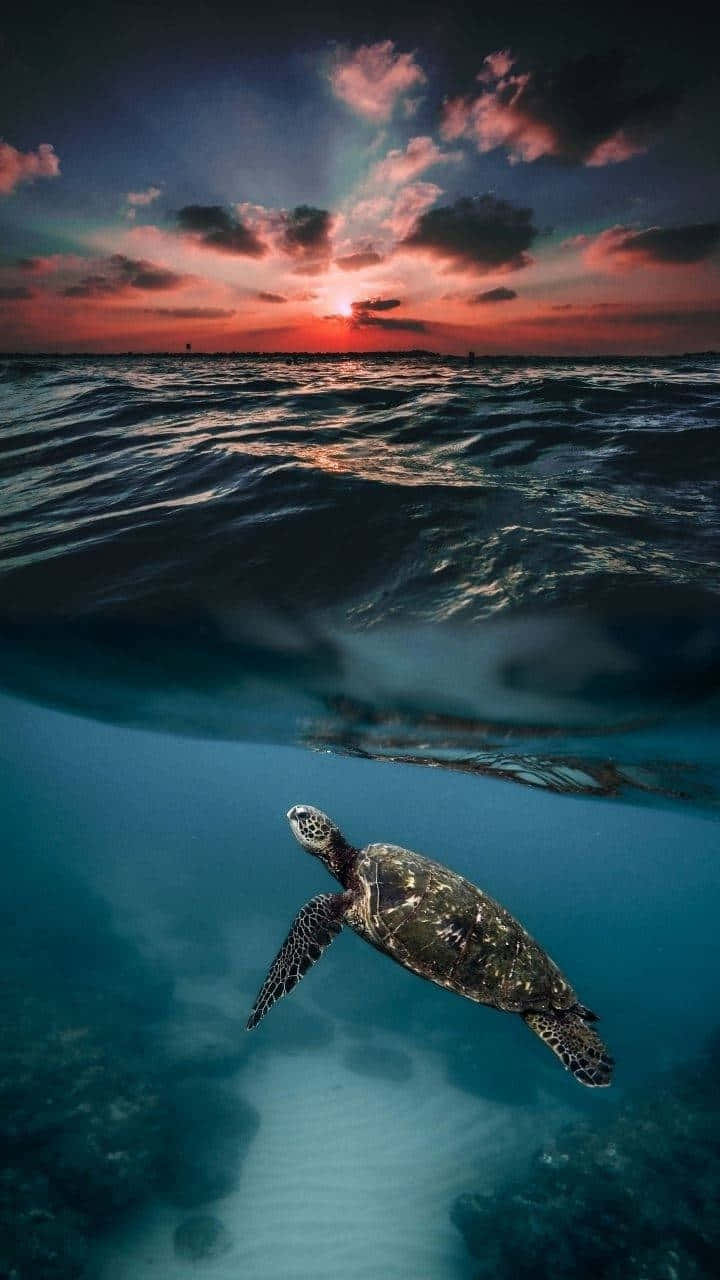  壁紙 — 一隻海龜在水下優雅地滑行，而熾熱的日落為海面上的天空塗上色彩。