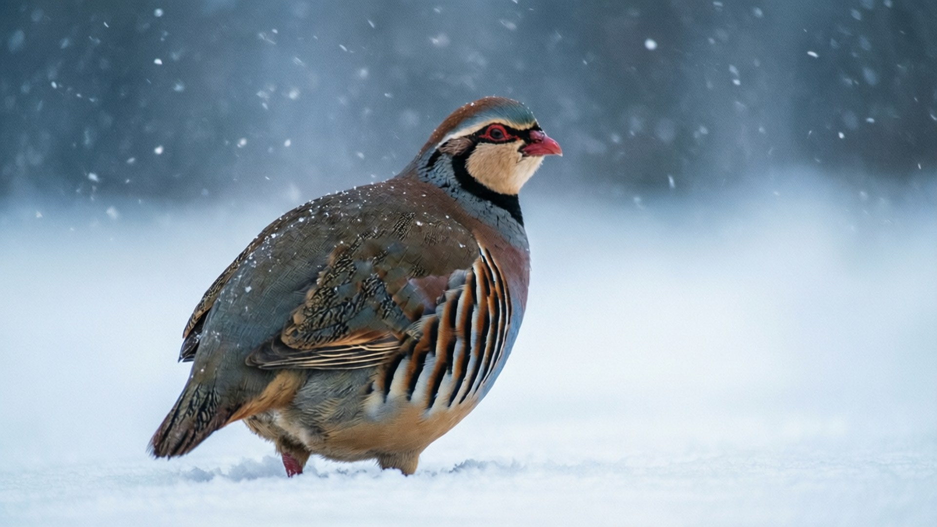 Partridge 桌布 壁紙 — 一隻鮮紅嘴鷓鴣在清新的雪中警覺地站著，雪花輕輕飄落，背景是模糊的冬季森林。