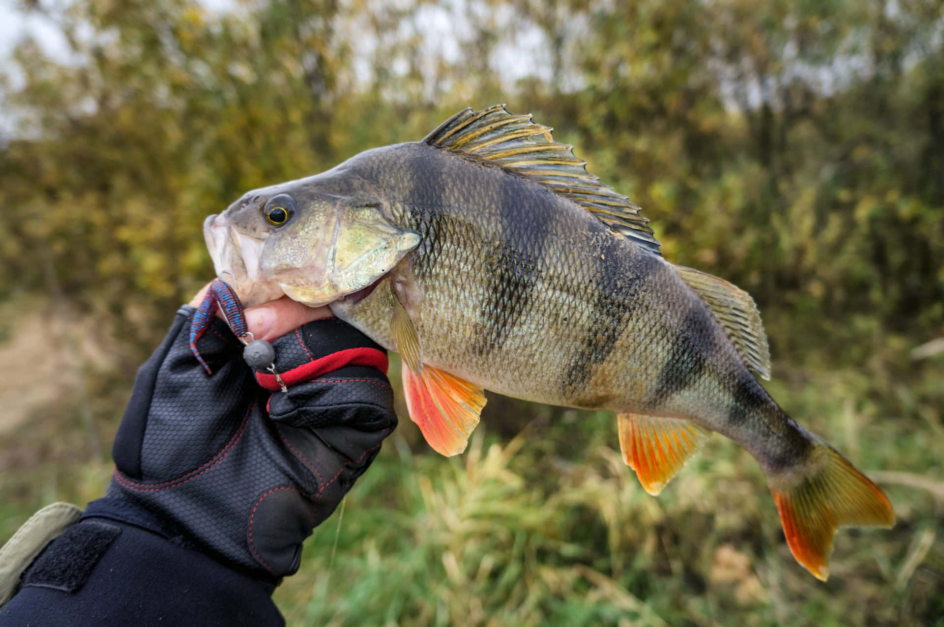  壁紙 — 一隻戴著手套的手拿著一條剛捕獲的鱸魚，魚鰭呈鮮艷的橙色，背景是模糊的秋林。