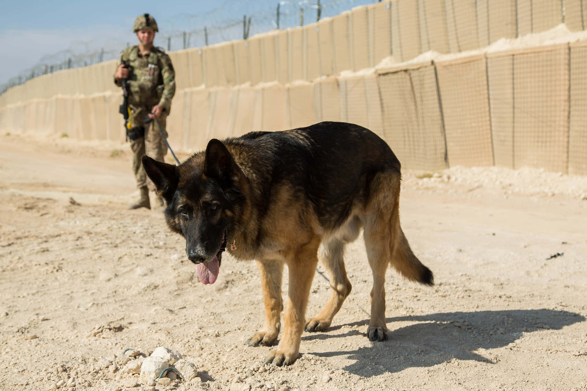  壁紙 — 一隻德國牧羊軍犬在沙地上喘氣，一名士兵在明亮的陽光下走在高柵欄後面。