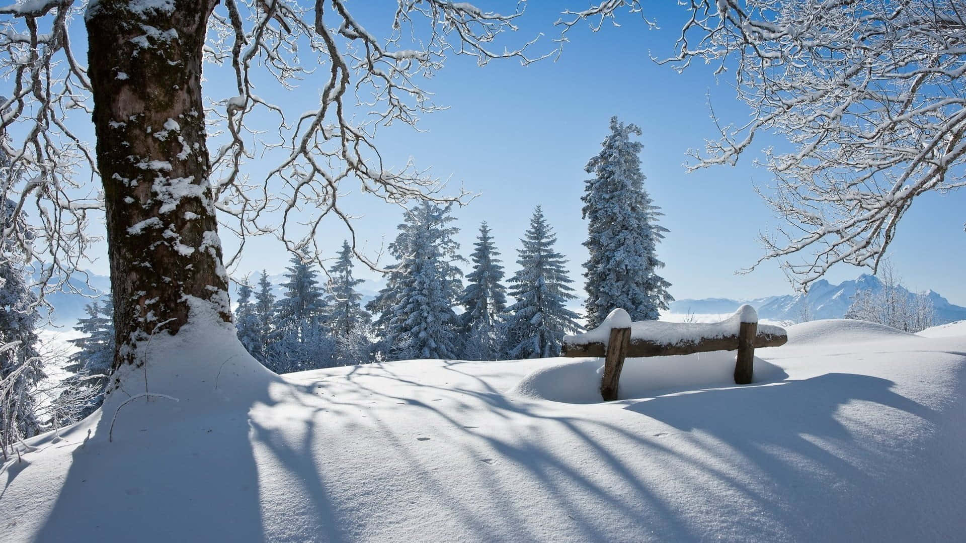明亮的冬日裡，光禿禿的樹木下雪覆蓋的長椅，背景有山巒