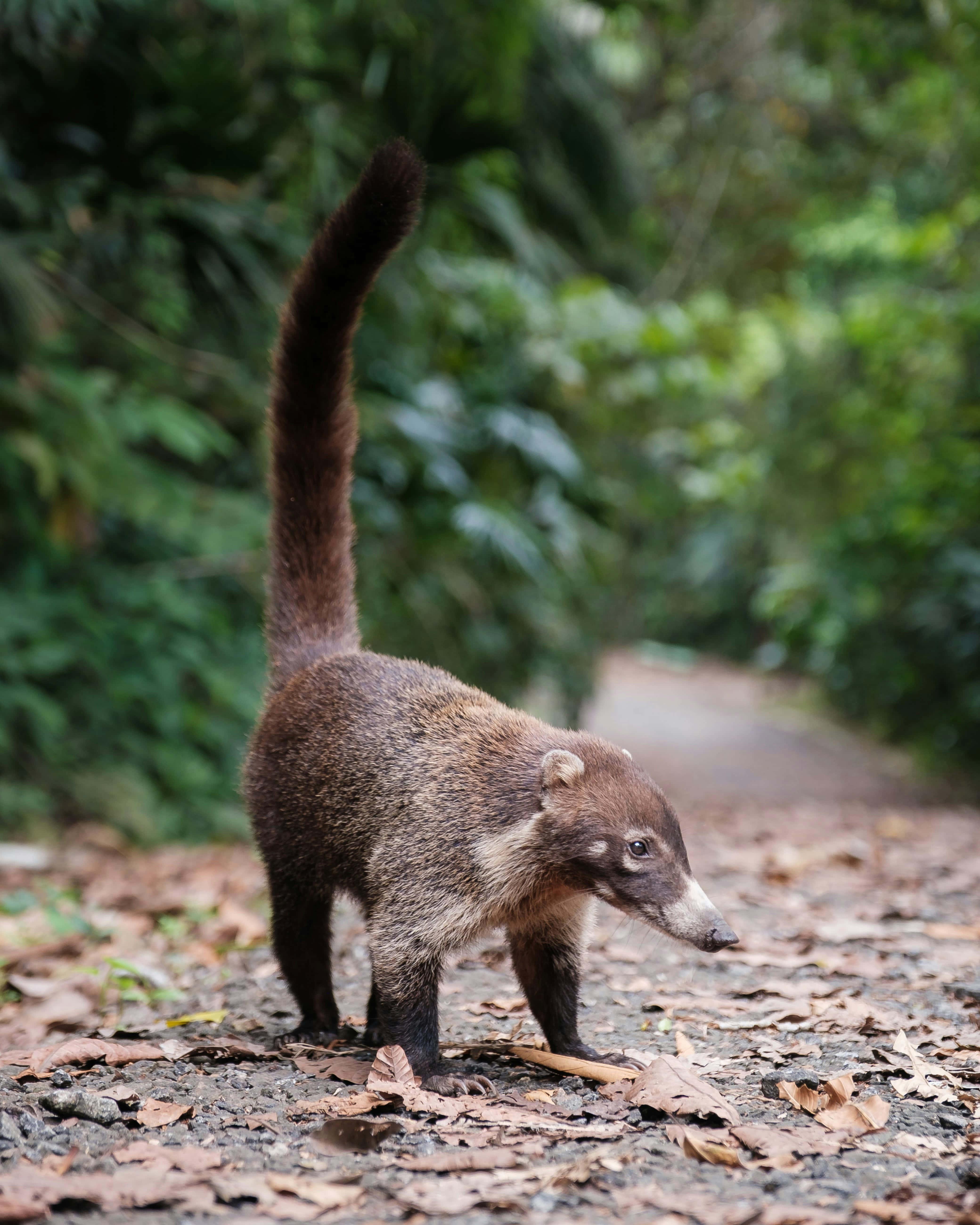 Coati 桌布 壁紙 — 一隻長鼻浣熊警覺地站在鋪滿落葉的森林小徑上，長長的尾巴翹起，背景是茂密的綠色樹葉。