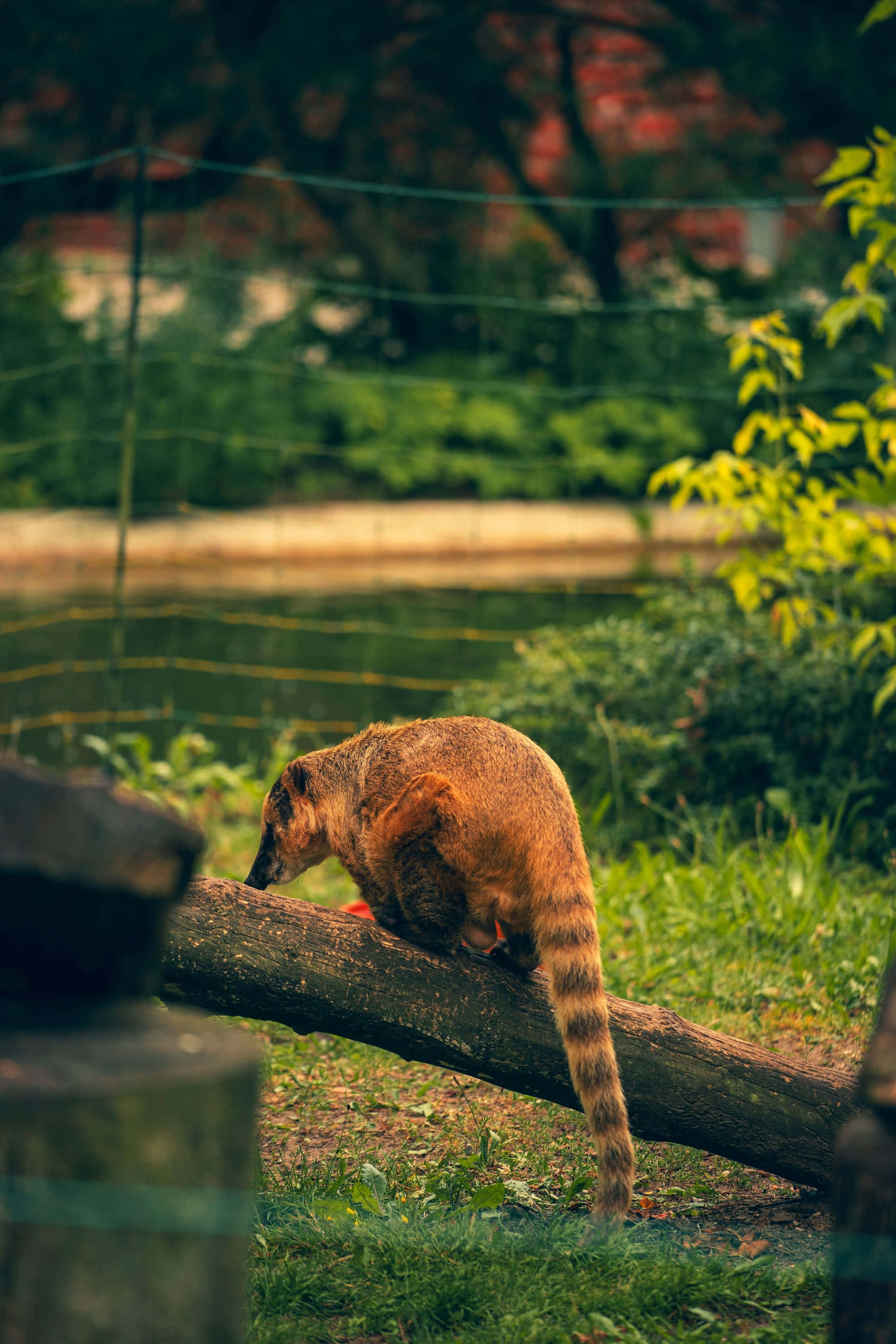 Coati 桌布 壁紙 — 一隻長鼻浣熊小心翼翼地沿著一根倒下的原木行走，背景是茂密的綠色圍欄，裡面有池塘和鐵絲網。