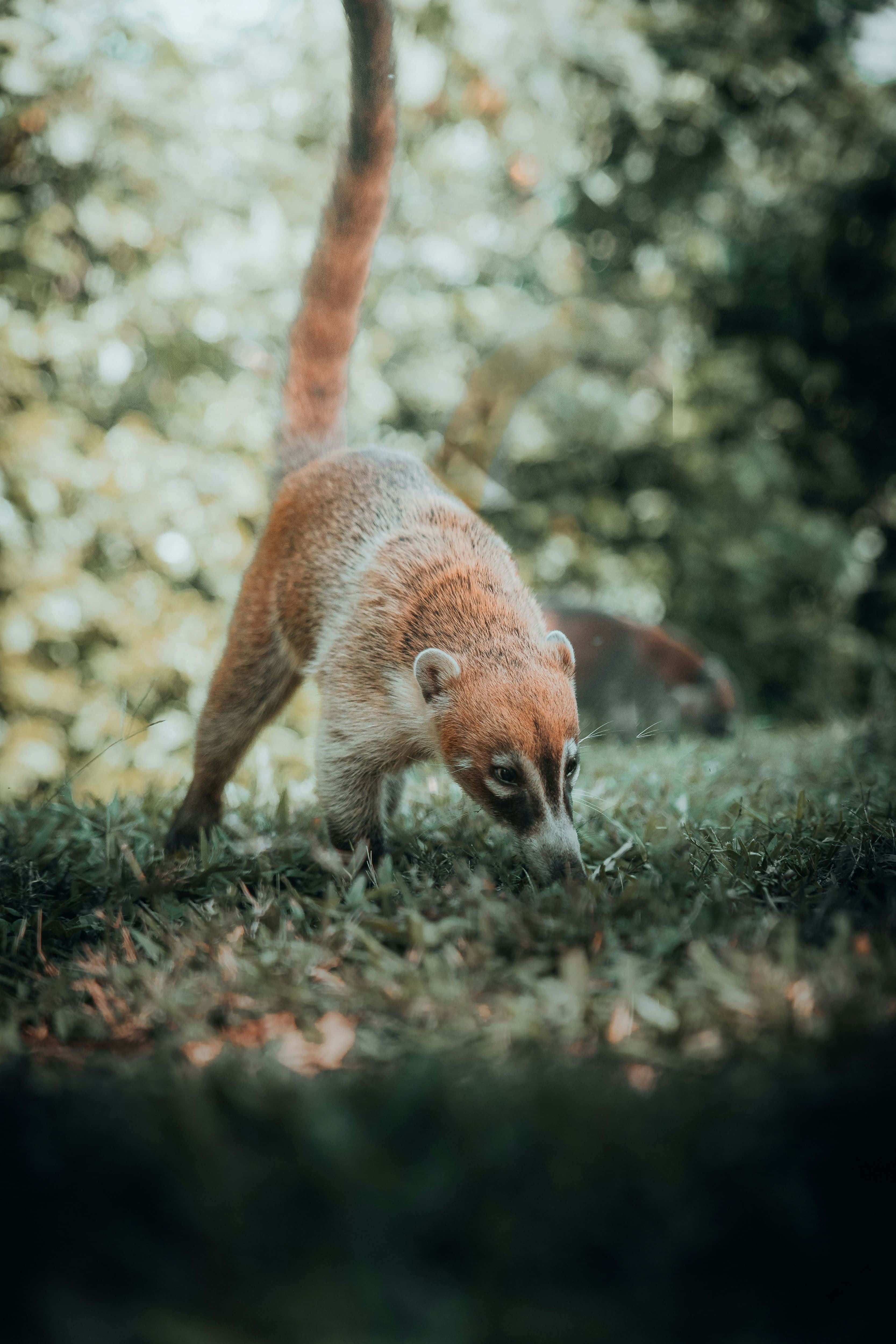 Coati 桌布 壁紙 — 一隻長鼻浣熊在斑駁的森林光線中專注覓食，背景是模糊的綠色樹葉。