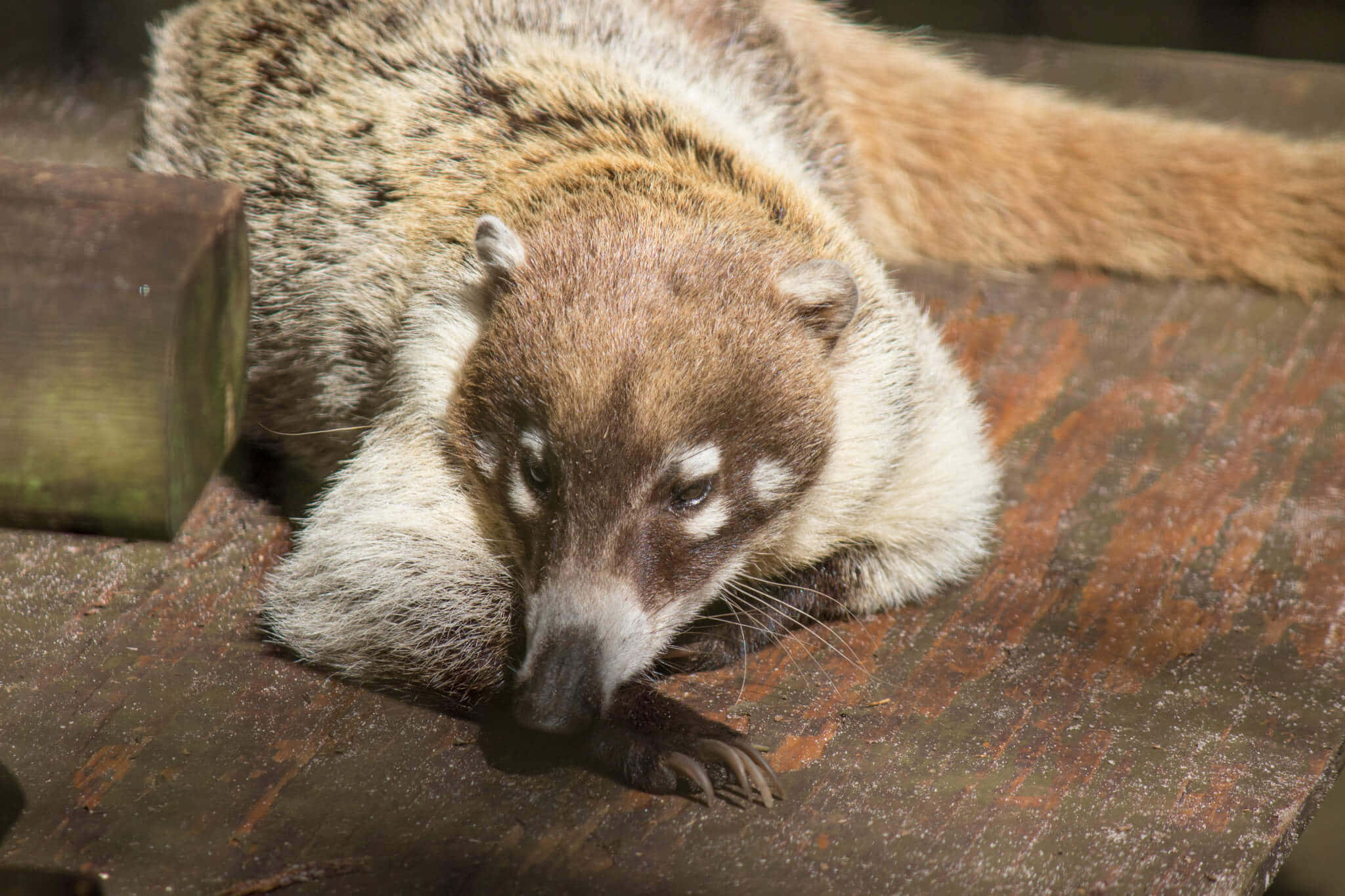 Coati 桌布 壁紙 — 一隻長鼻浣熊在風化的木質表面上平靜地休息，柔和陽光突顯其條紋毛皮。