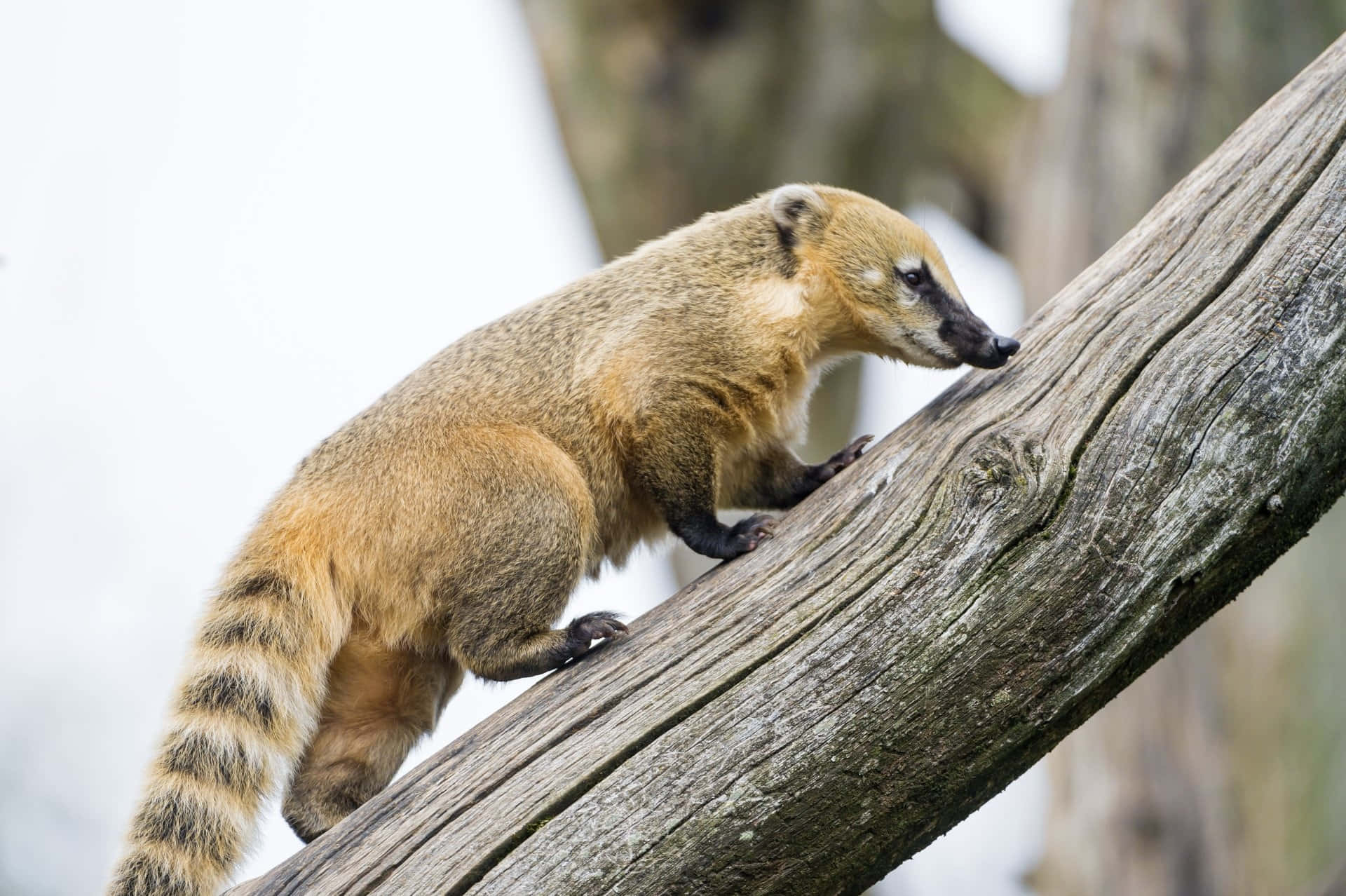 Coati 桌布 壁紙 — 一隻帶有條紋尾巴的長鼻浣熊在自然森林環境中攀爬一條風化的樹枝。