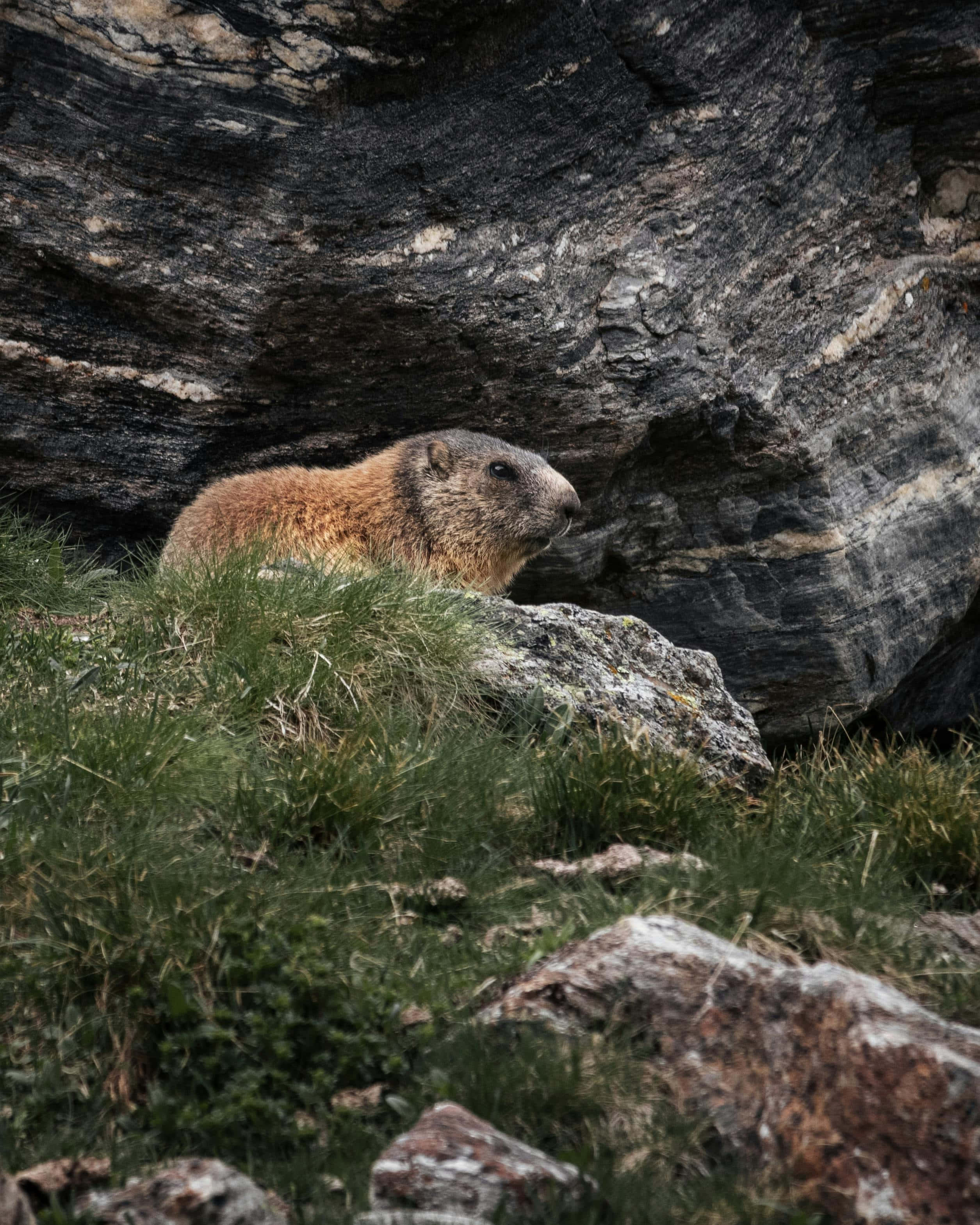 Woodchuck 桌布 壁紙 — 一隻棕色毛的土撥鼠警覺地坐在長滿草的岩石上，下方是深色條紋的懸崖面。